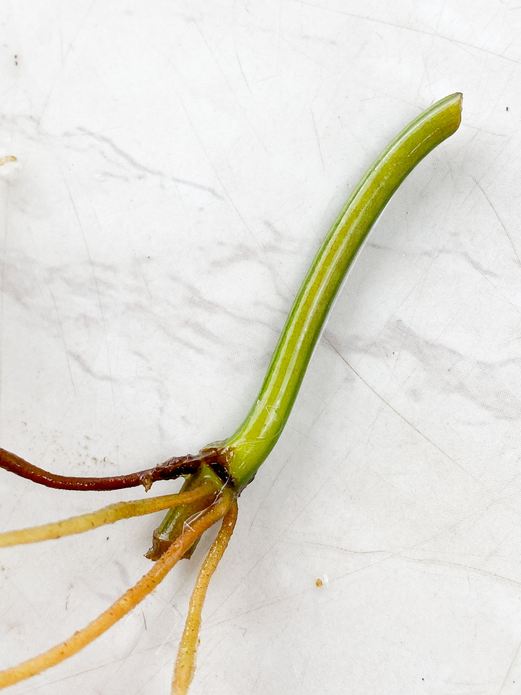 Philodendron Micans Variegated node