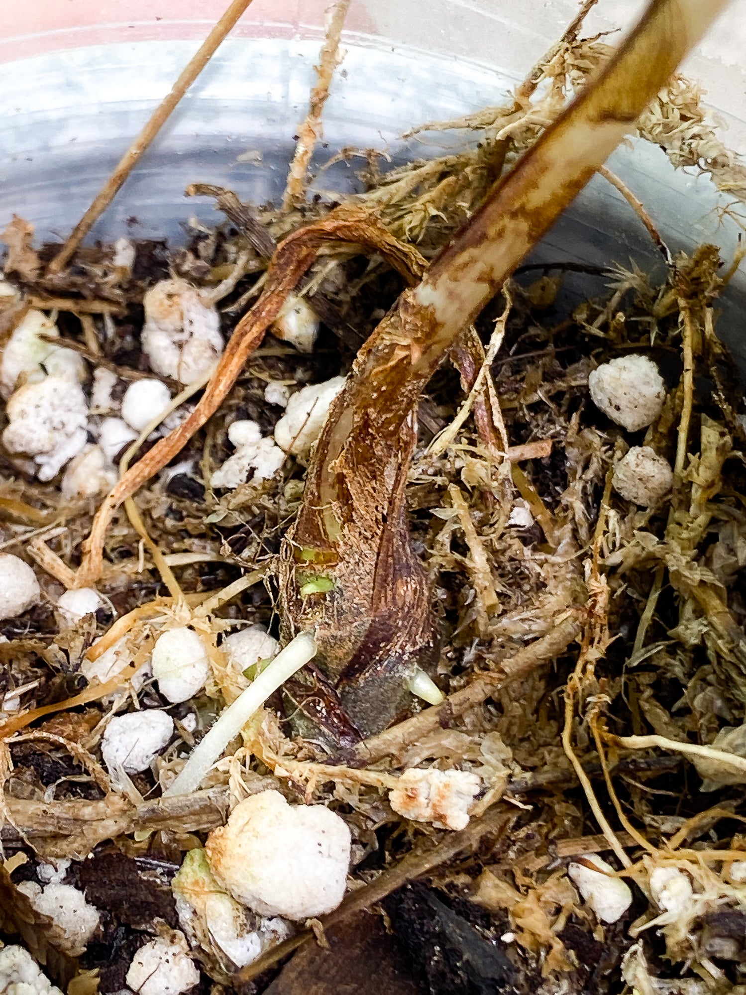 Alocasia Jacklyn 1 leaf rooted