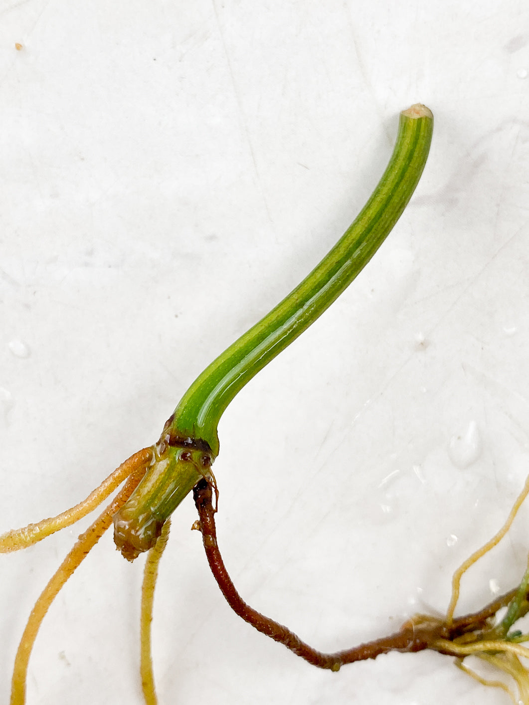 Philodendron Micans Variegated node