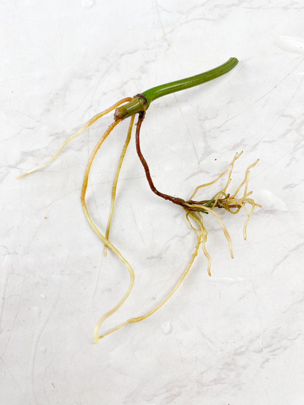 Philodendron Micans Variegated node