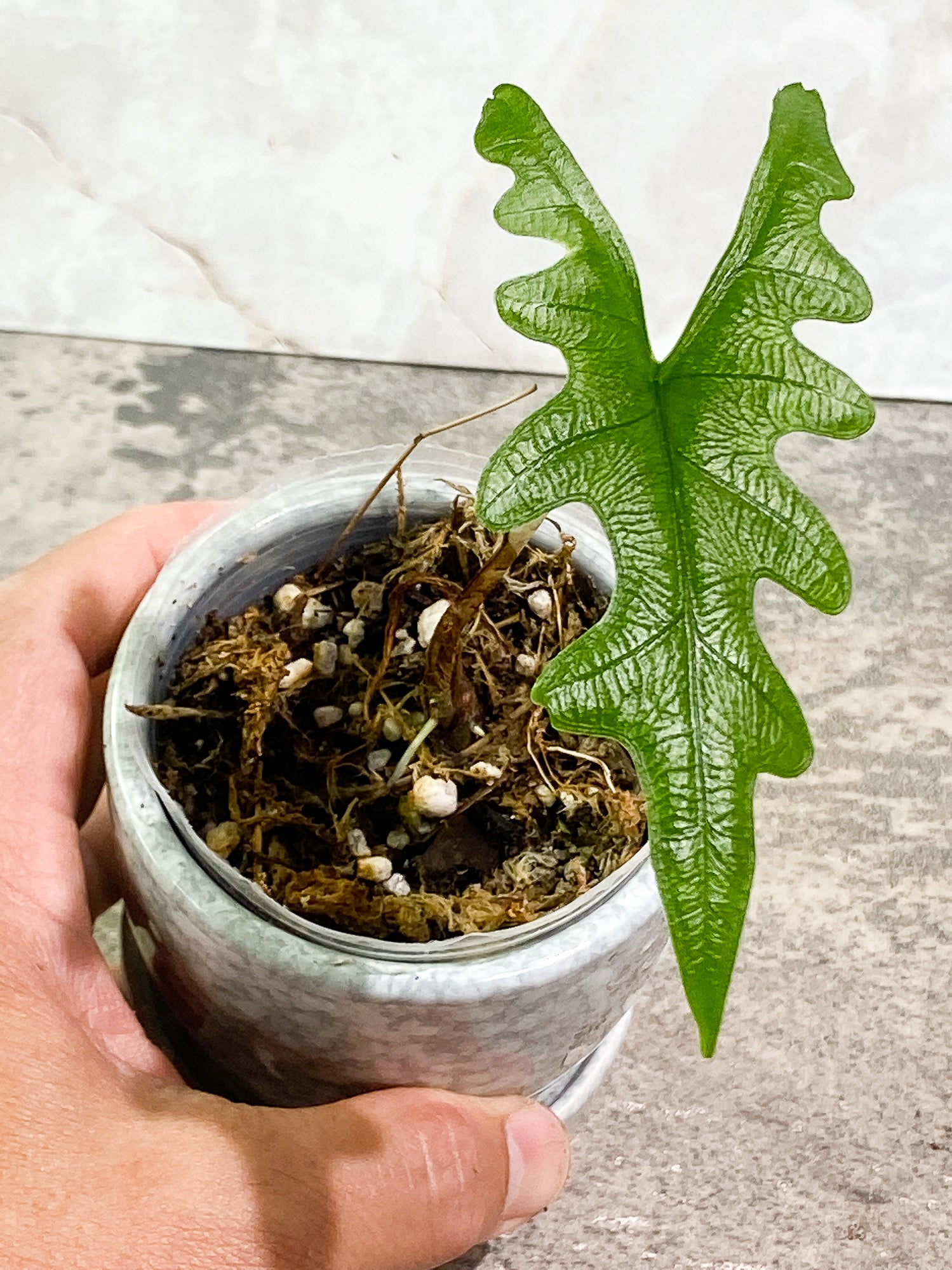 Alocasia Jacklyn 1 leaf rooted