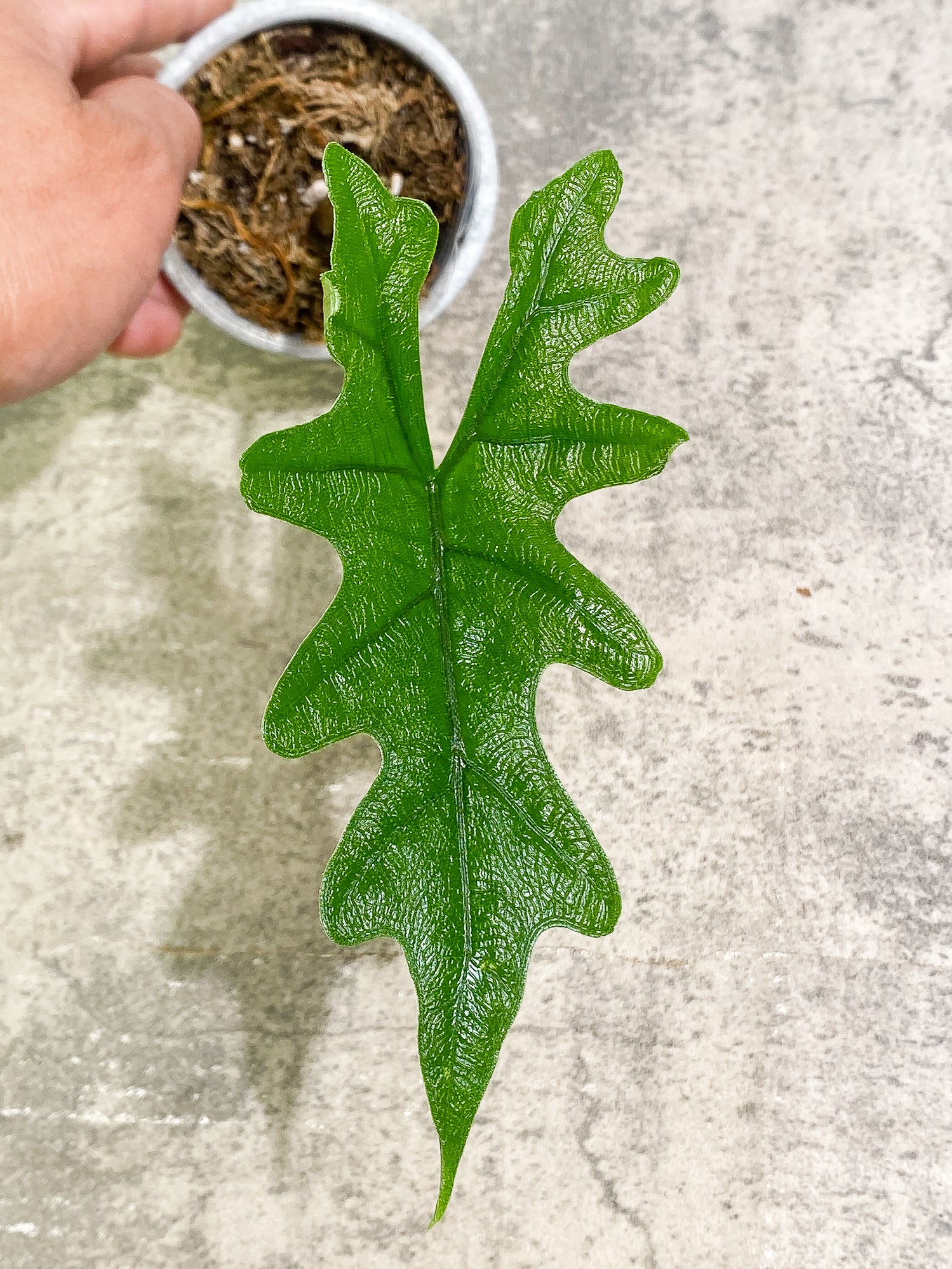 Alocasia Jacklyn 1 leaf rooted