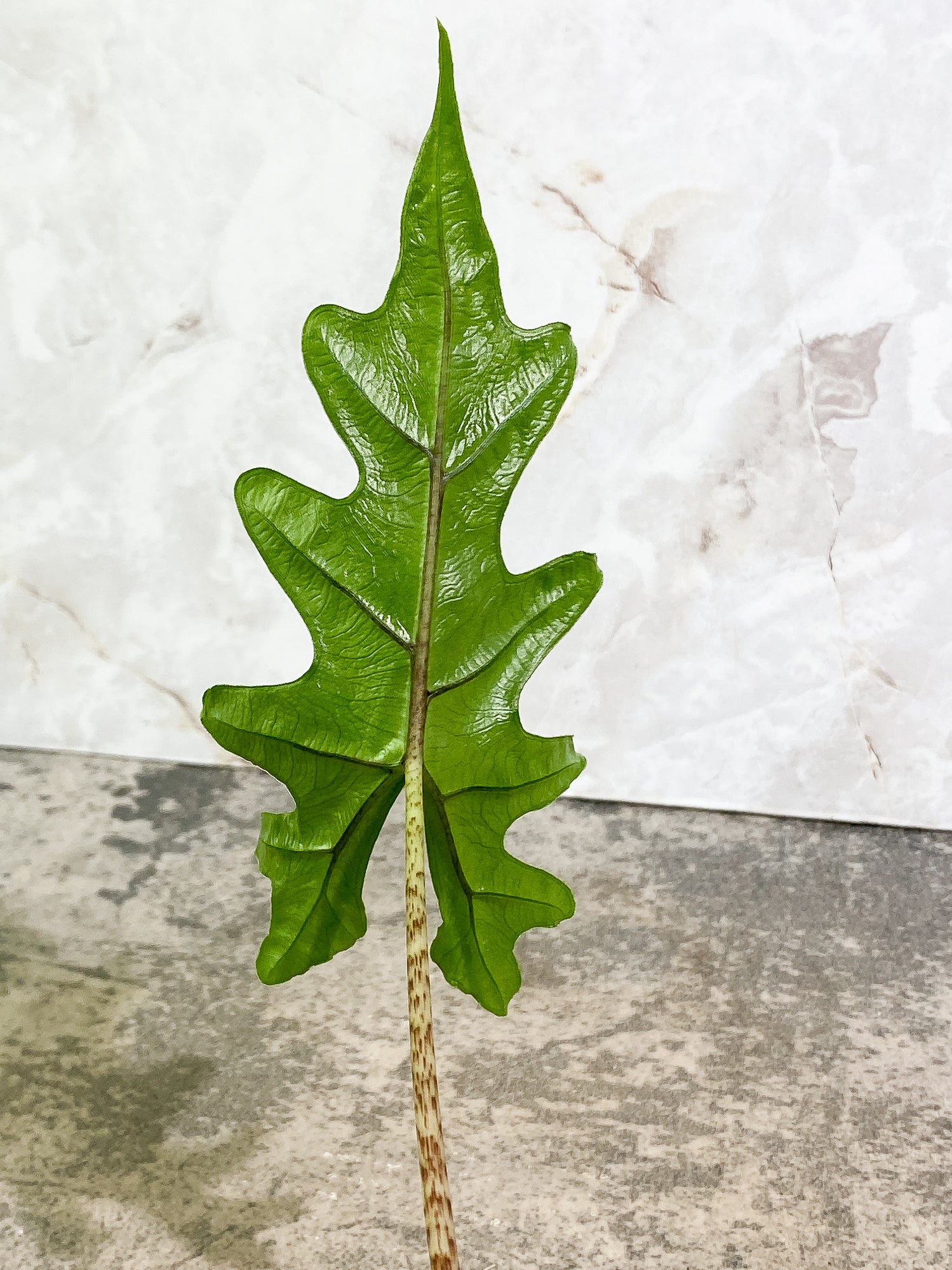 Alocasia Jacklyn 1 leaf rooted