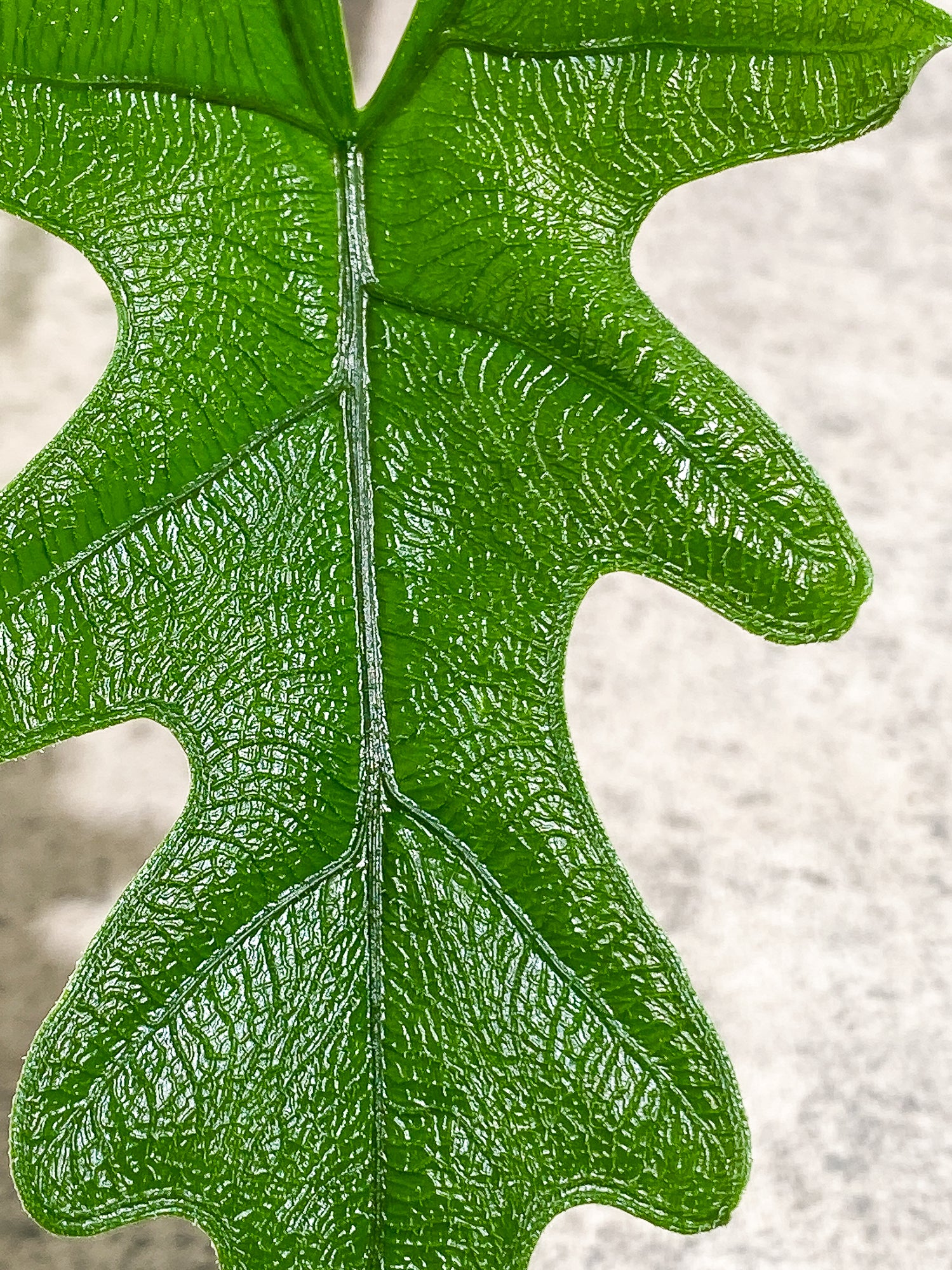 Alocasia Jacklyn 1 leaf rooted