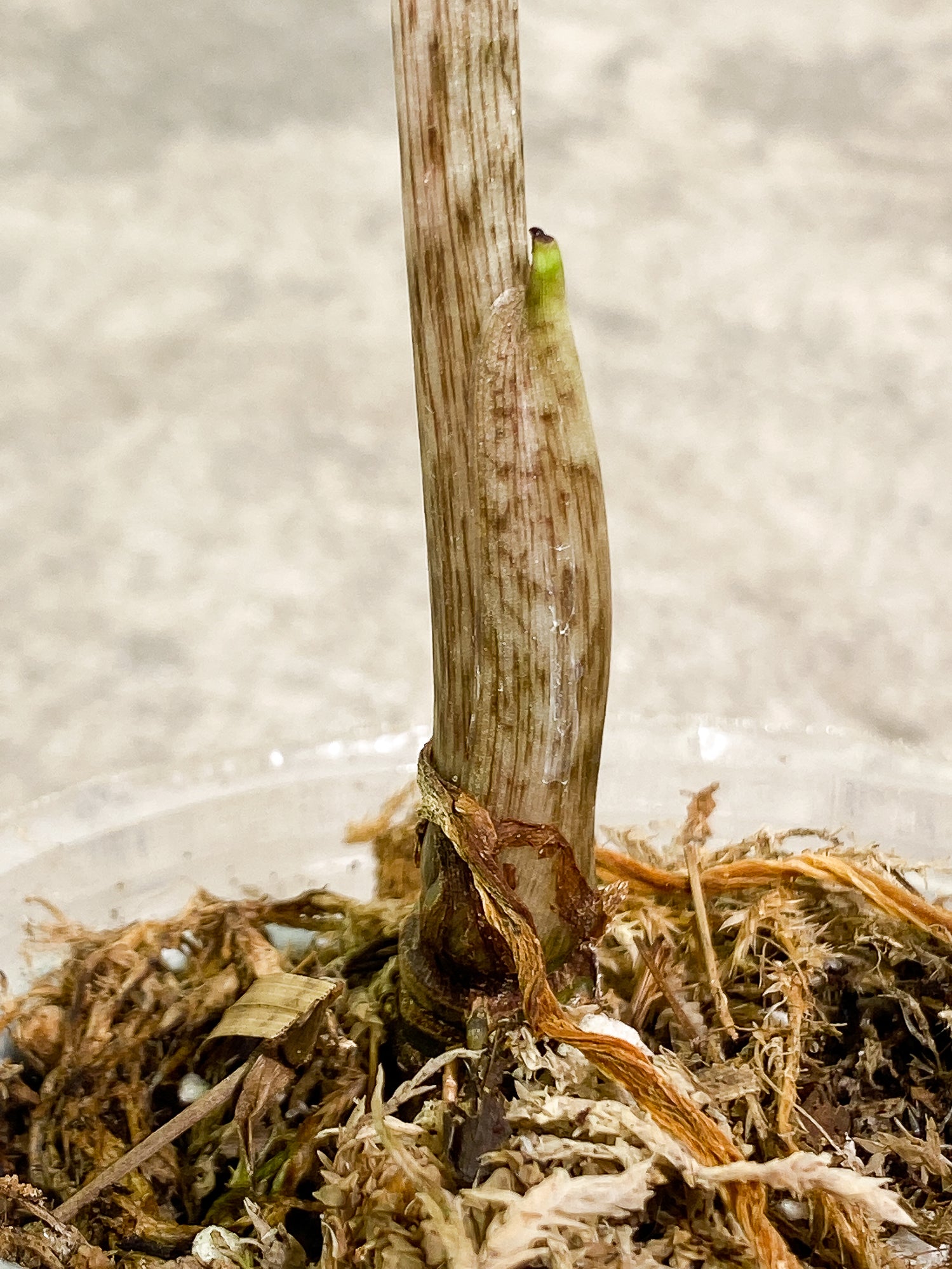 Alocasia Jacklyn 1 leaf rooted