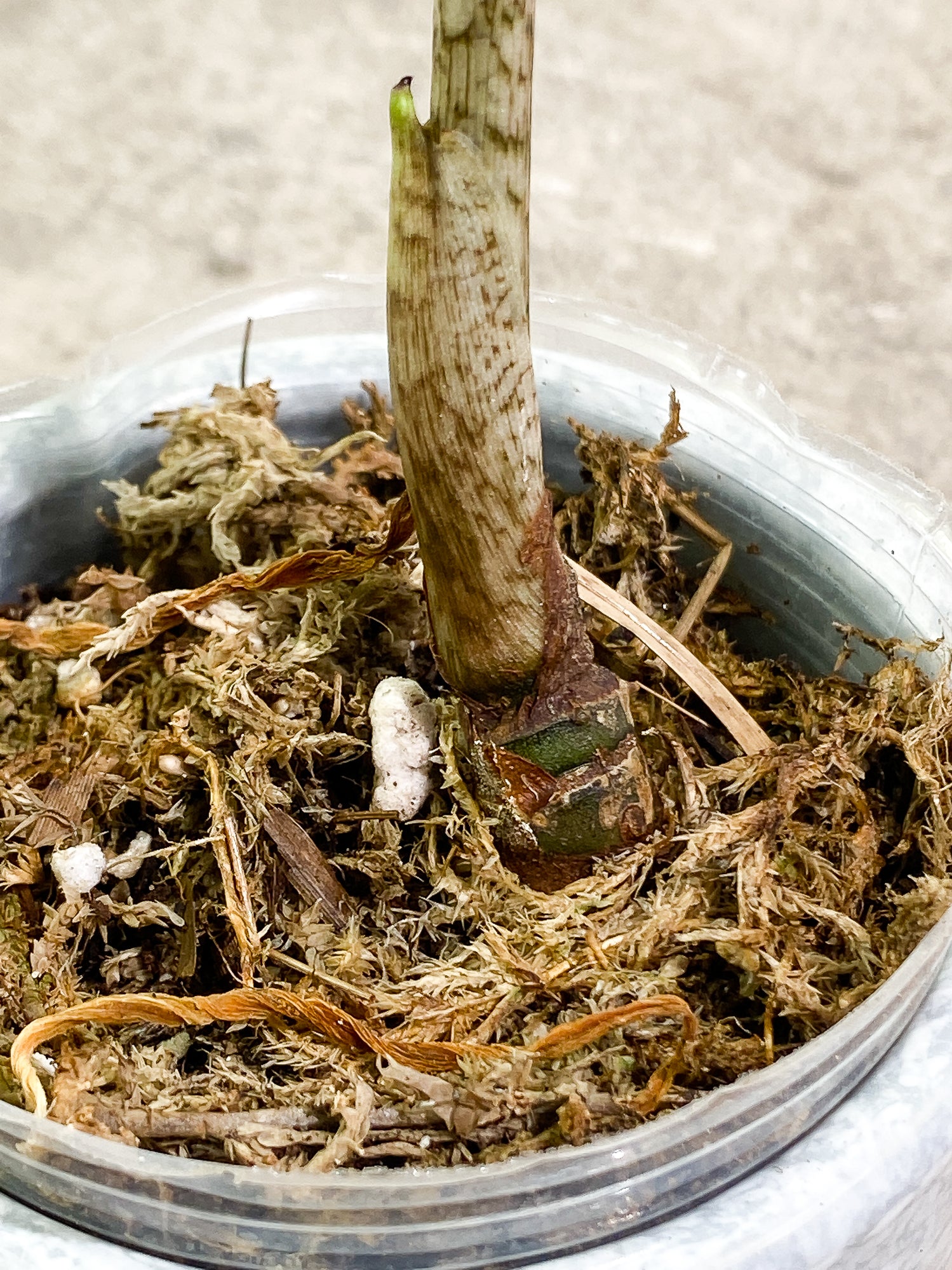 Alocasia Jacklyn 1 leaf rooted