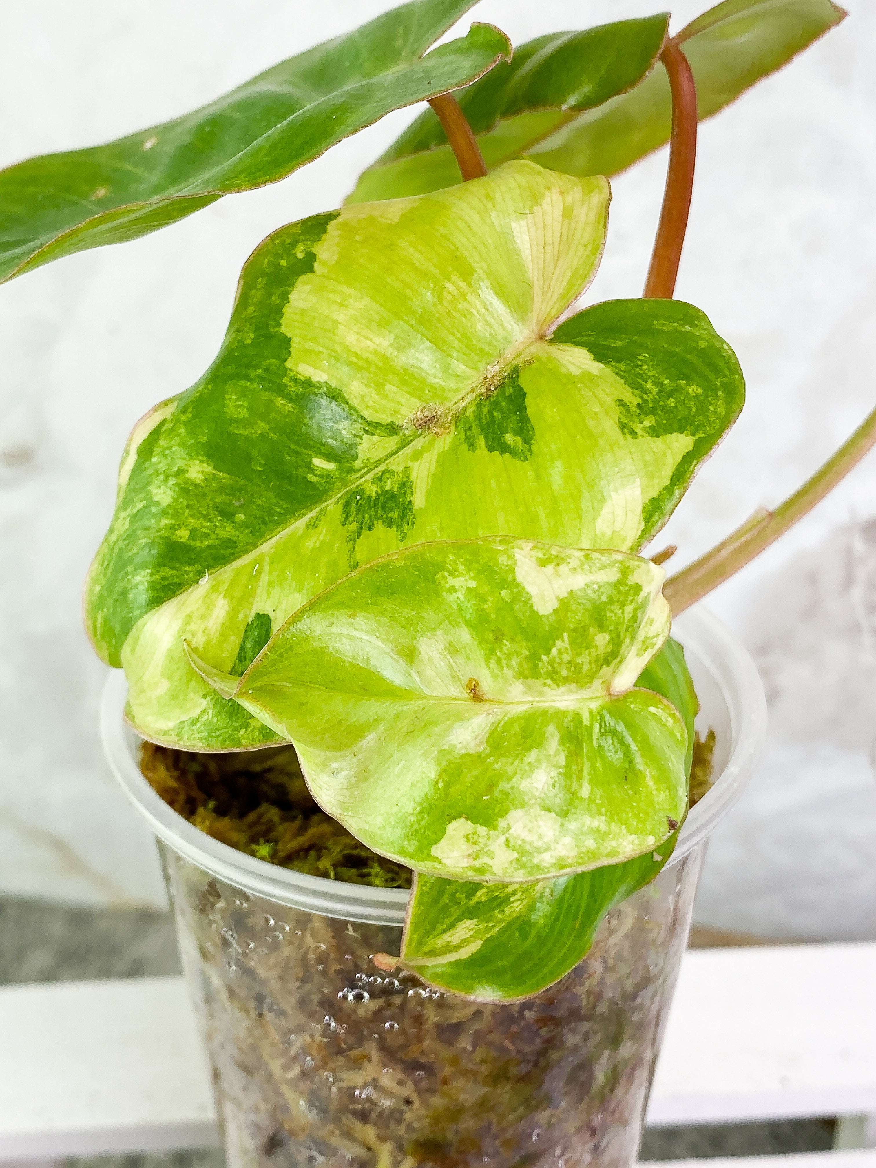 Philodendron Burle Marx Variegated Rooted