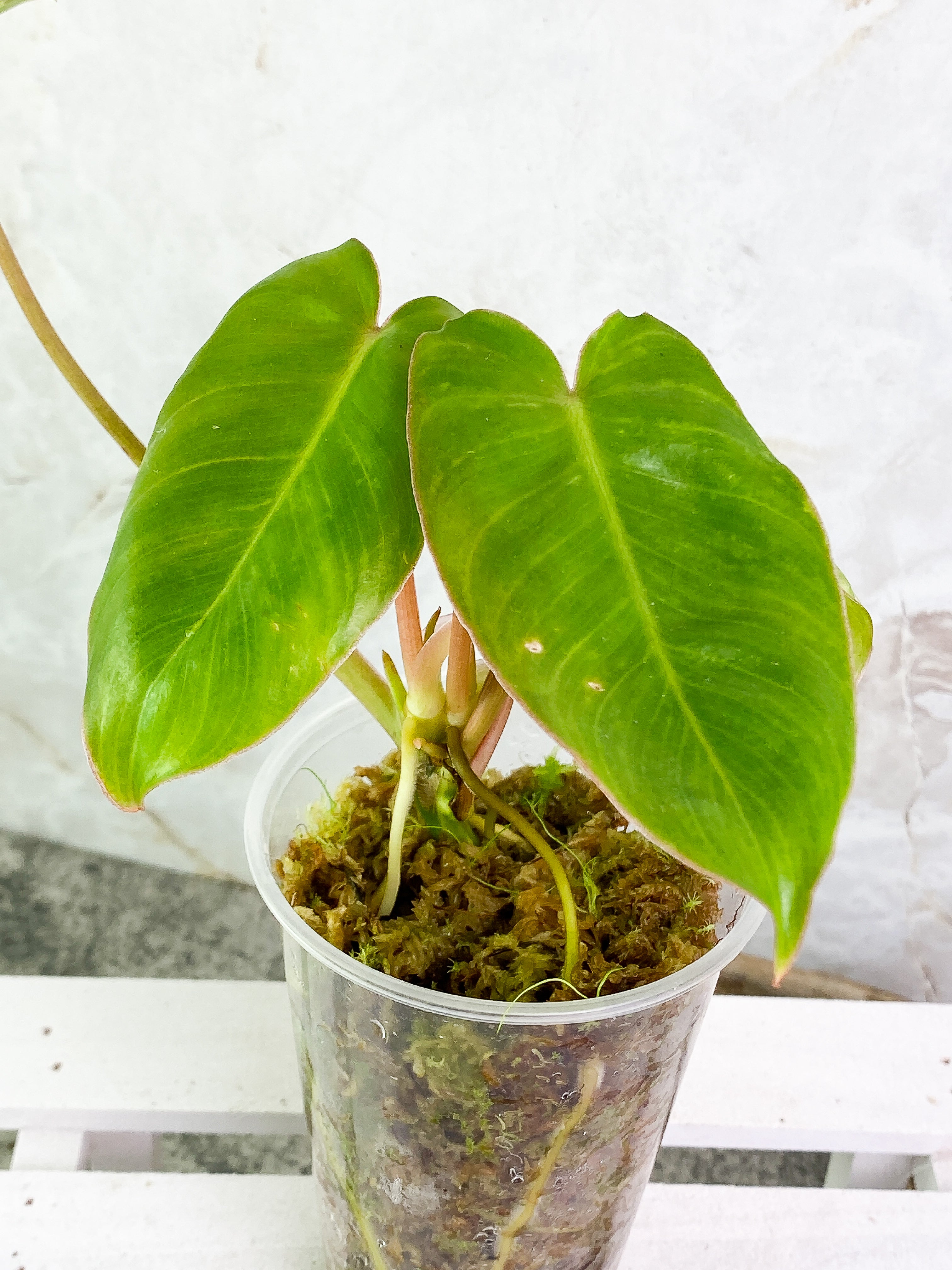 Philodendron Burle Marx Variegated Rooted