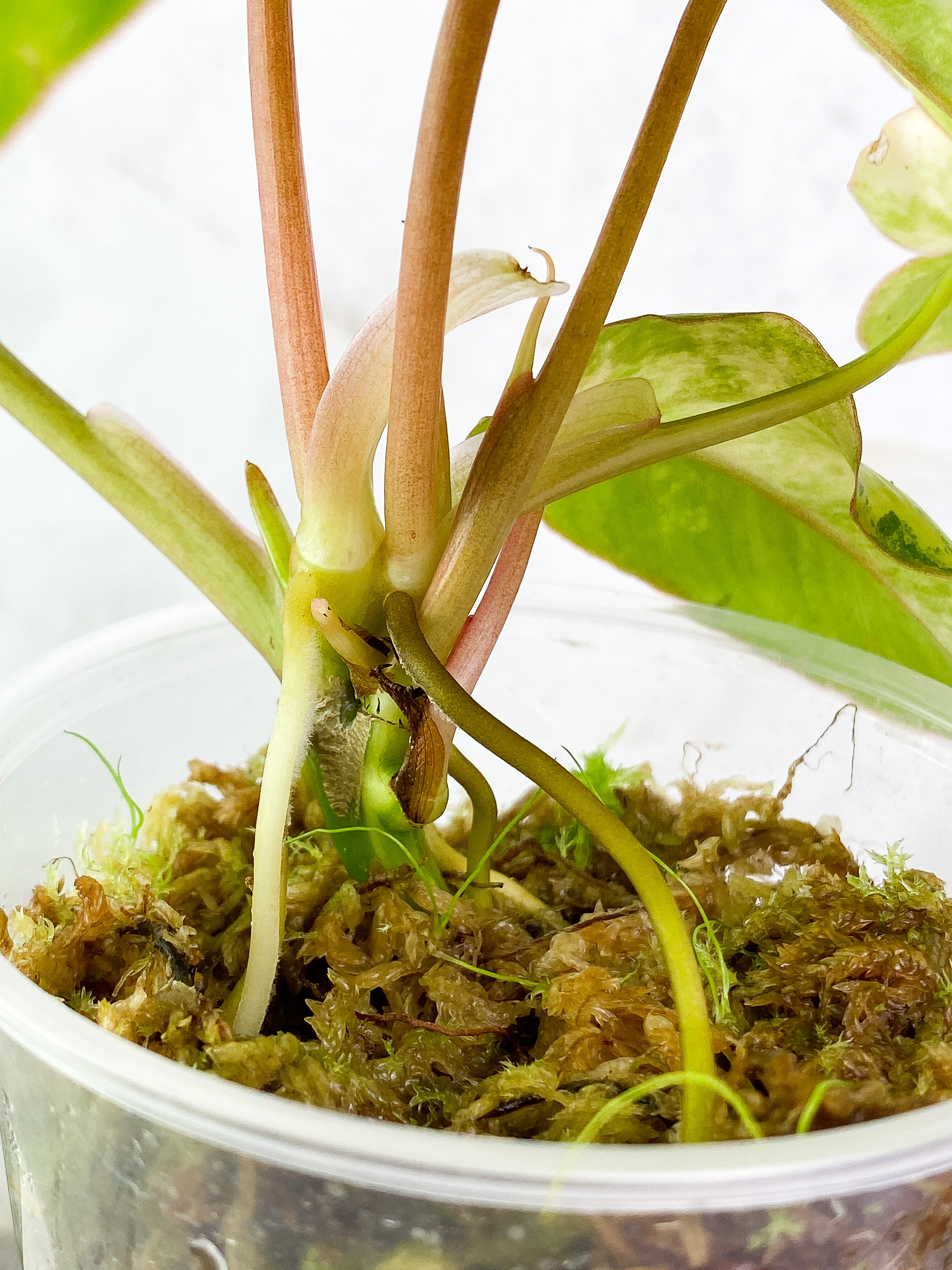 Philodendron Burle Marx Variegated Rooted