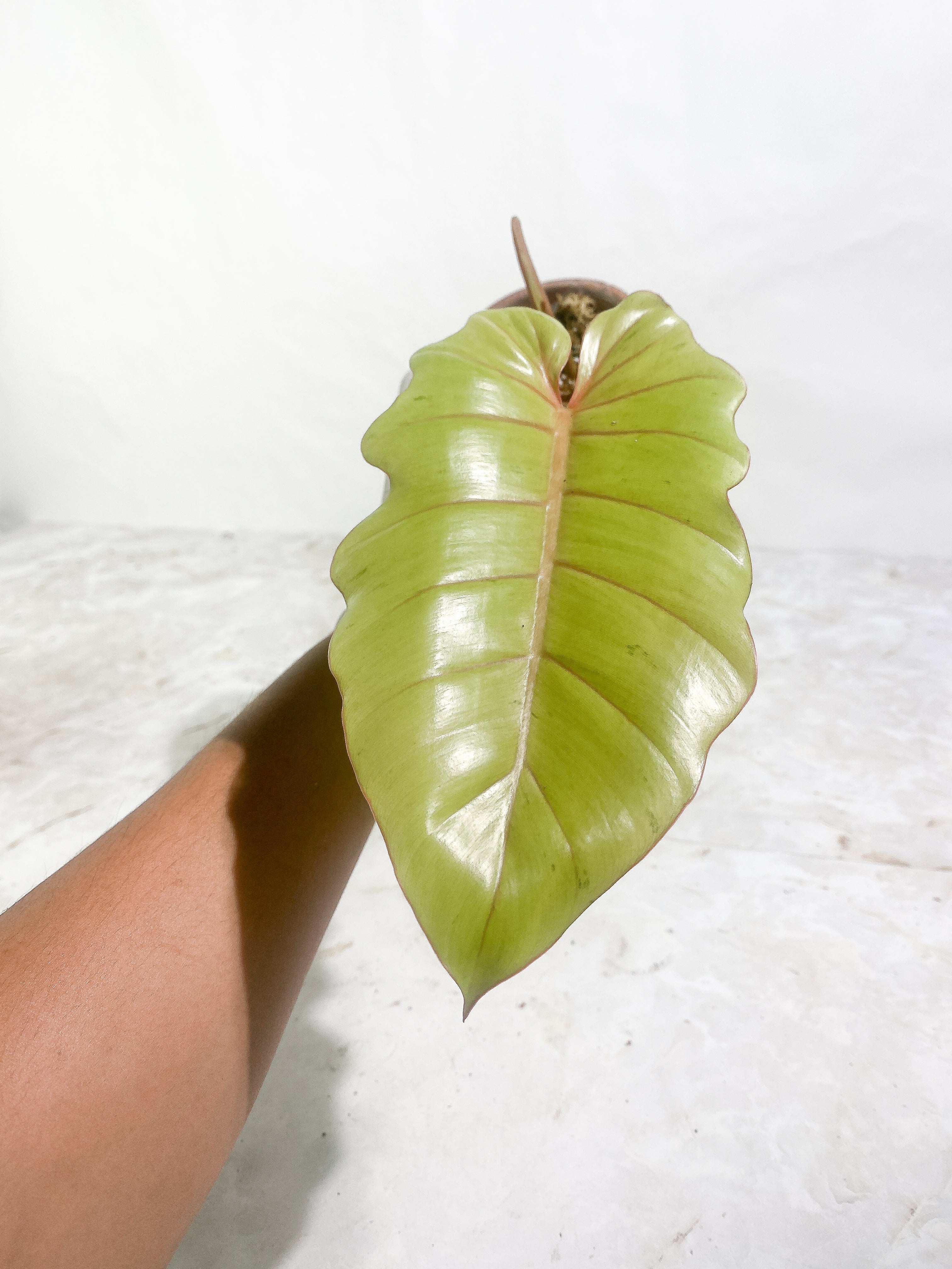 Philodendron Snow drift 1 leaf 1 sprout Slightly Rooted