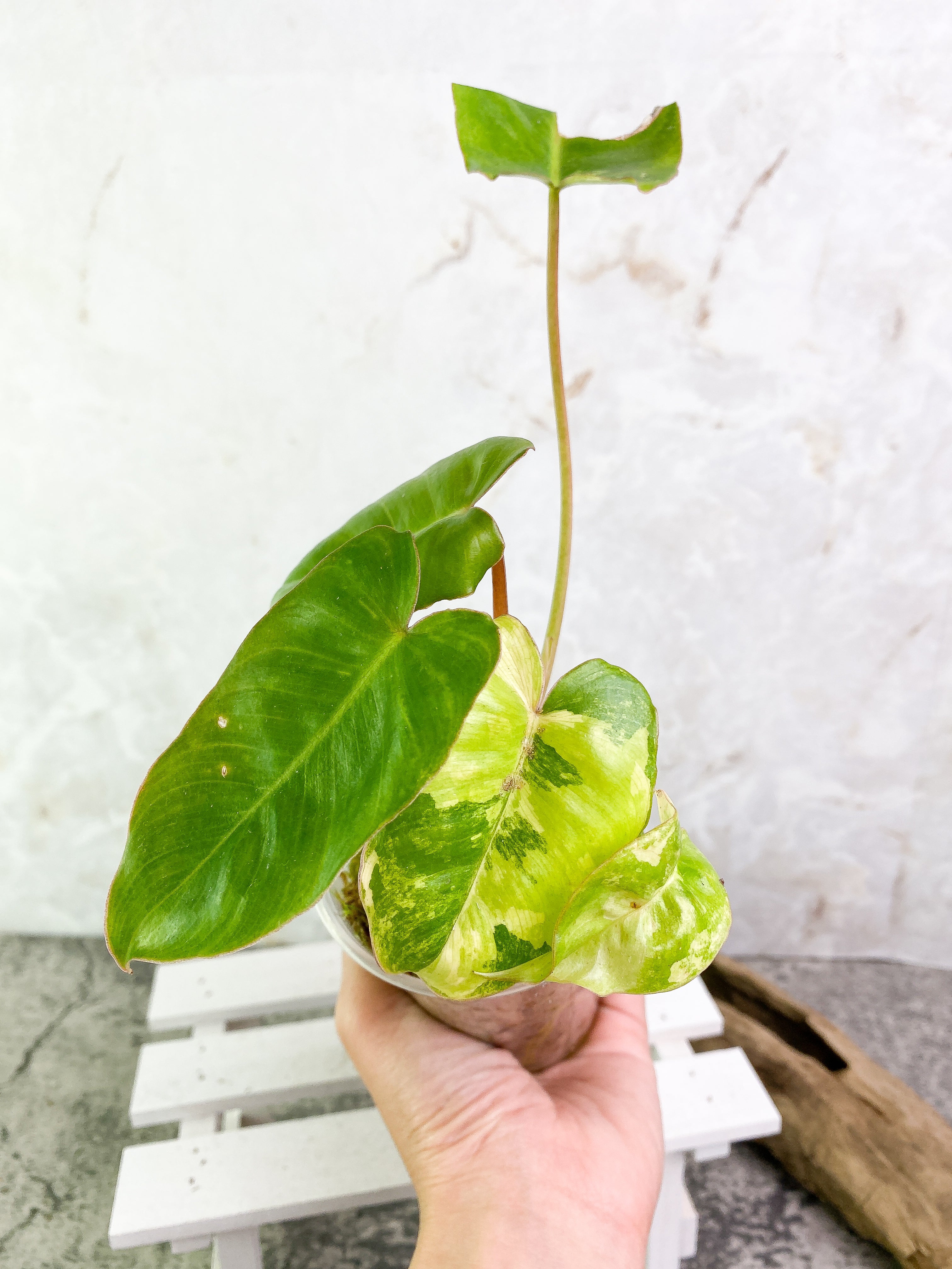 Philodendron Burle Marx Variegated Rooted
