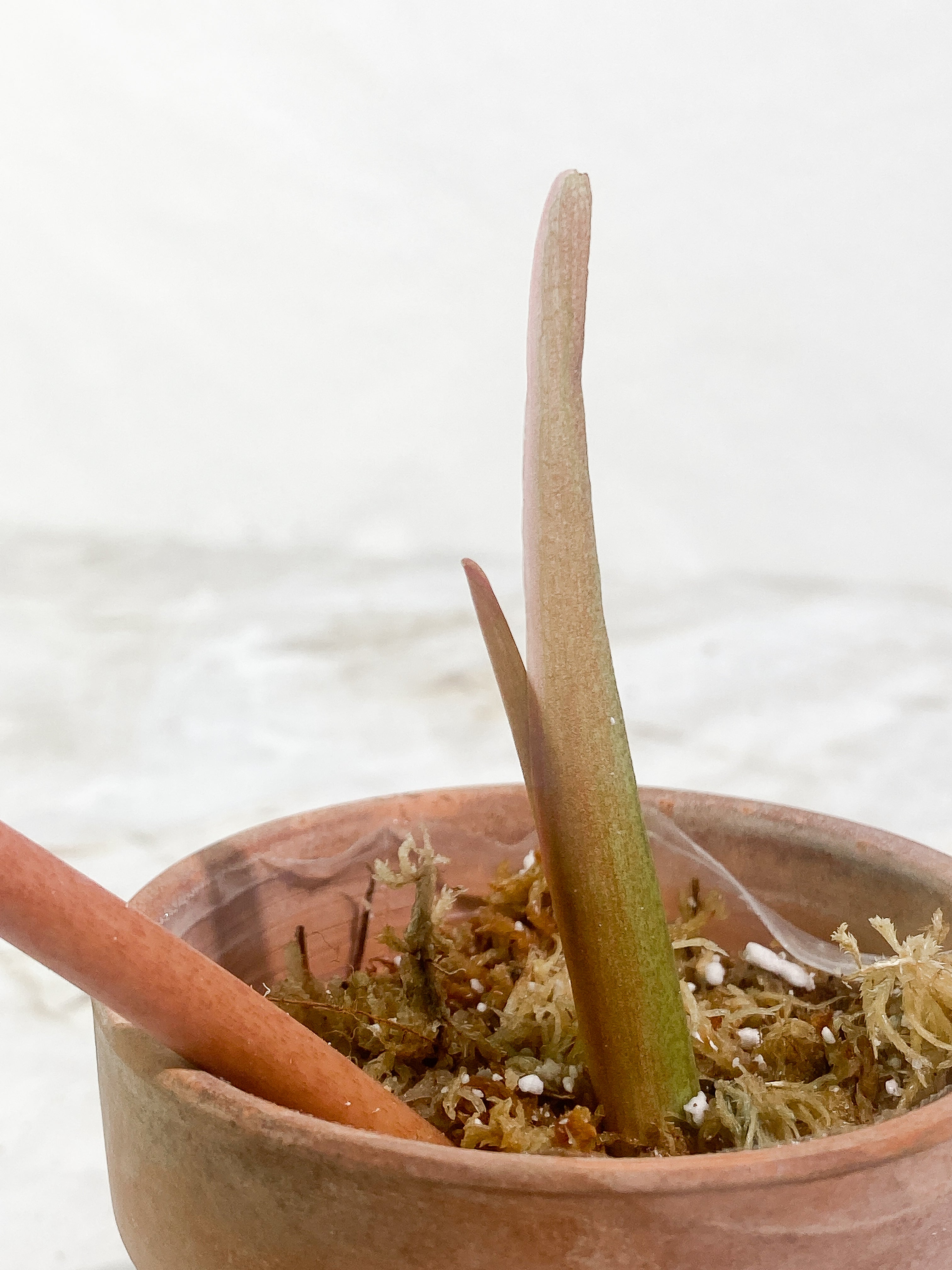 Philodendron Snow drift 1 leaf 1 sprout Slightly Rooted