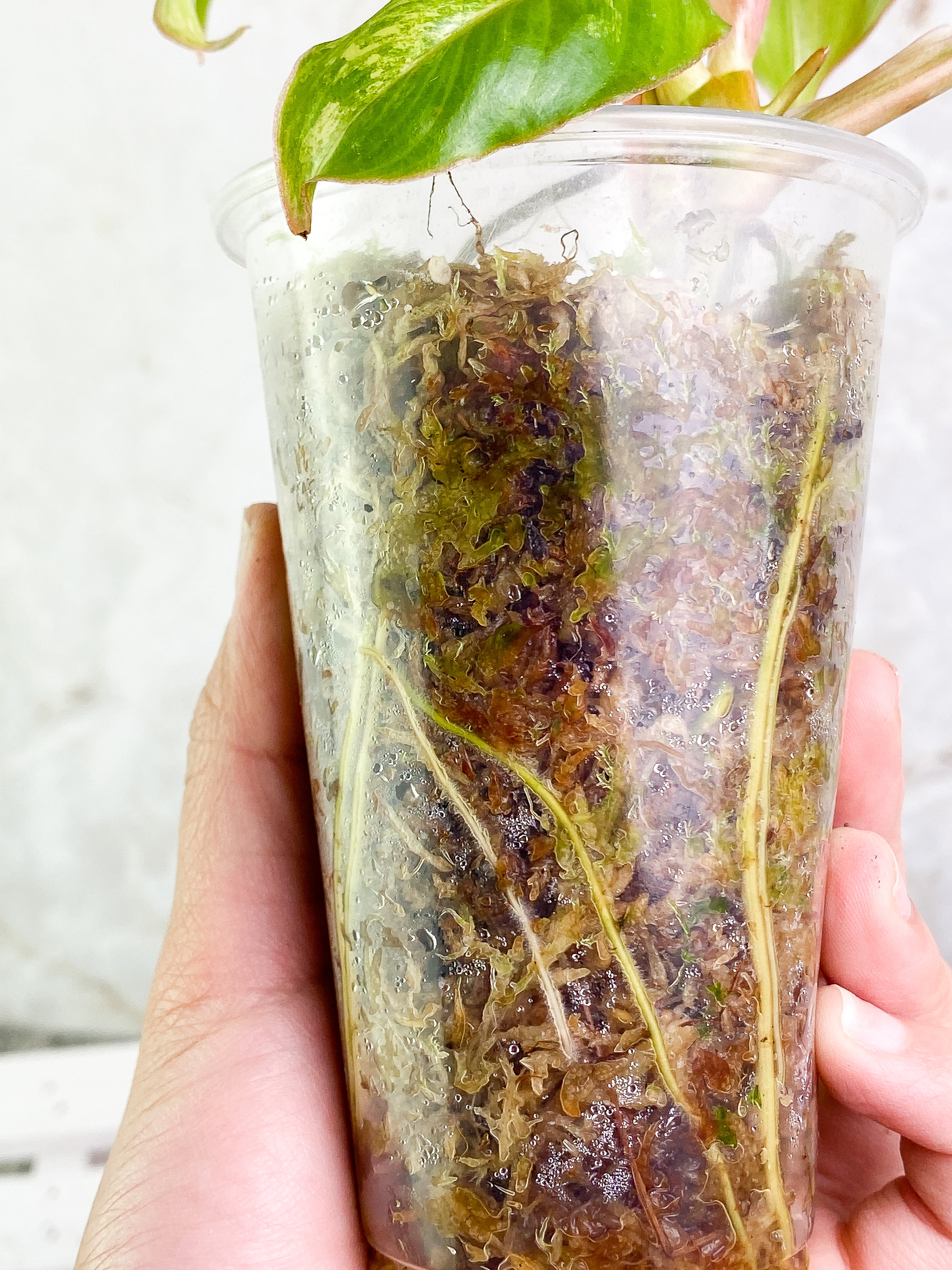 Philodendron Burle Marx Variegated Rooted
