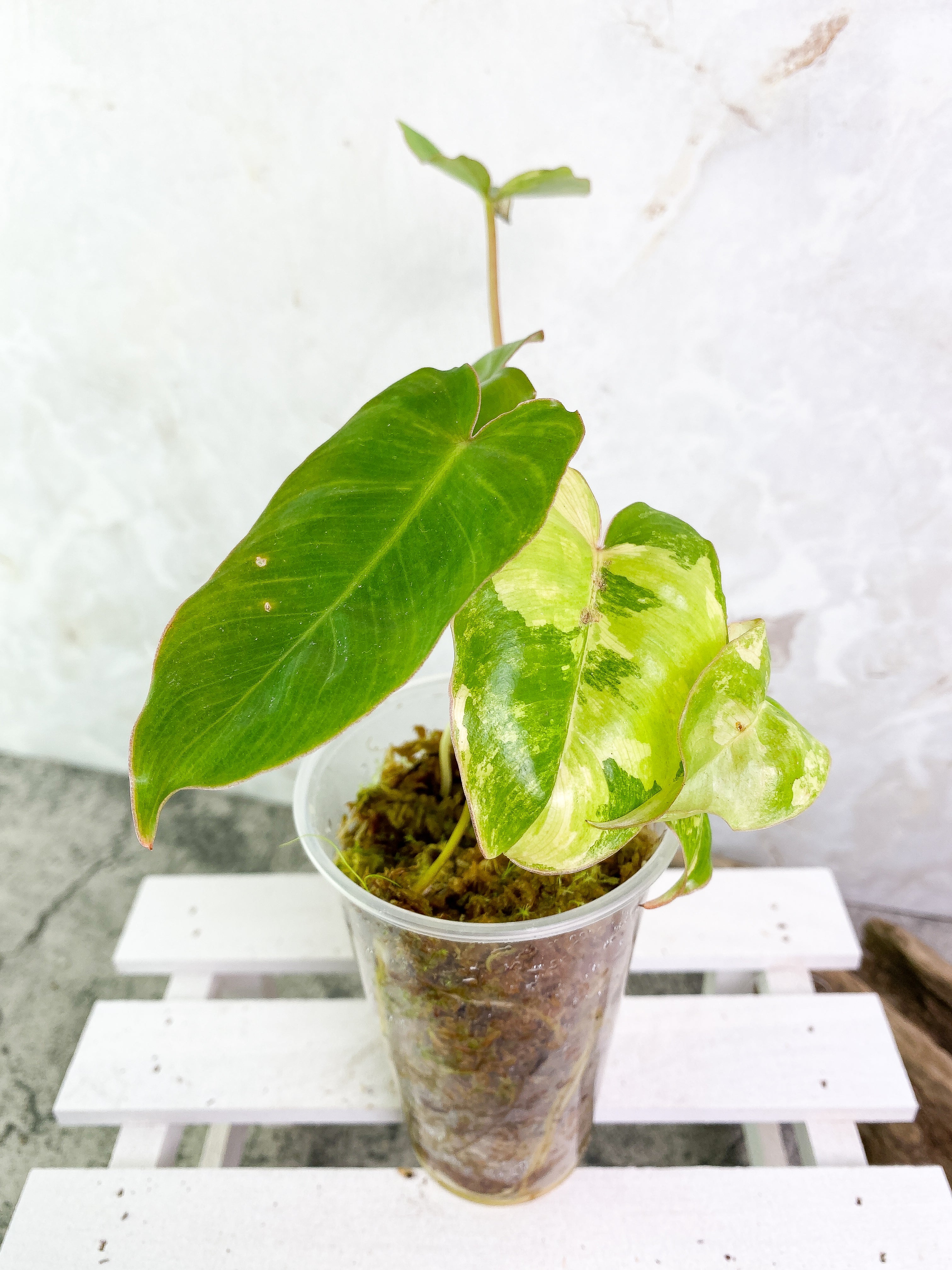 Philodendron Burle Marx Variegated Rooted