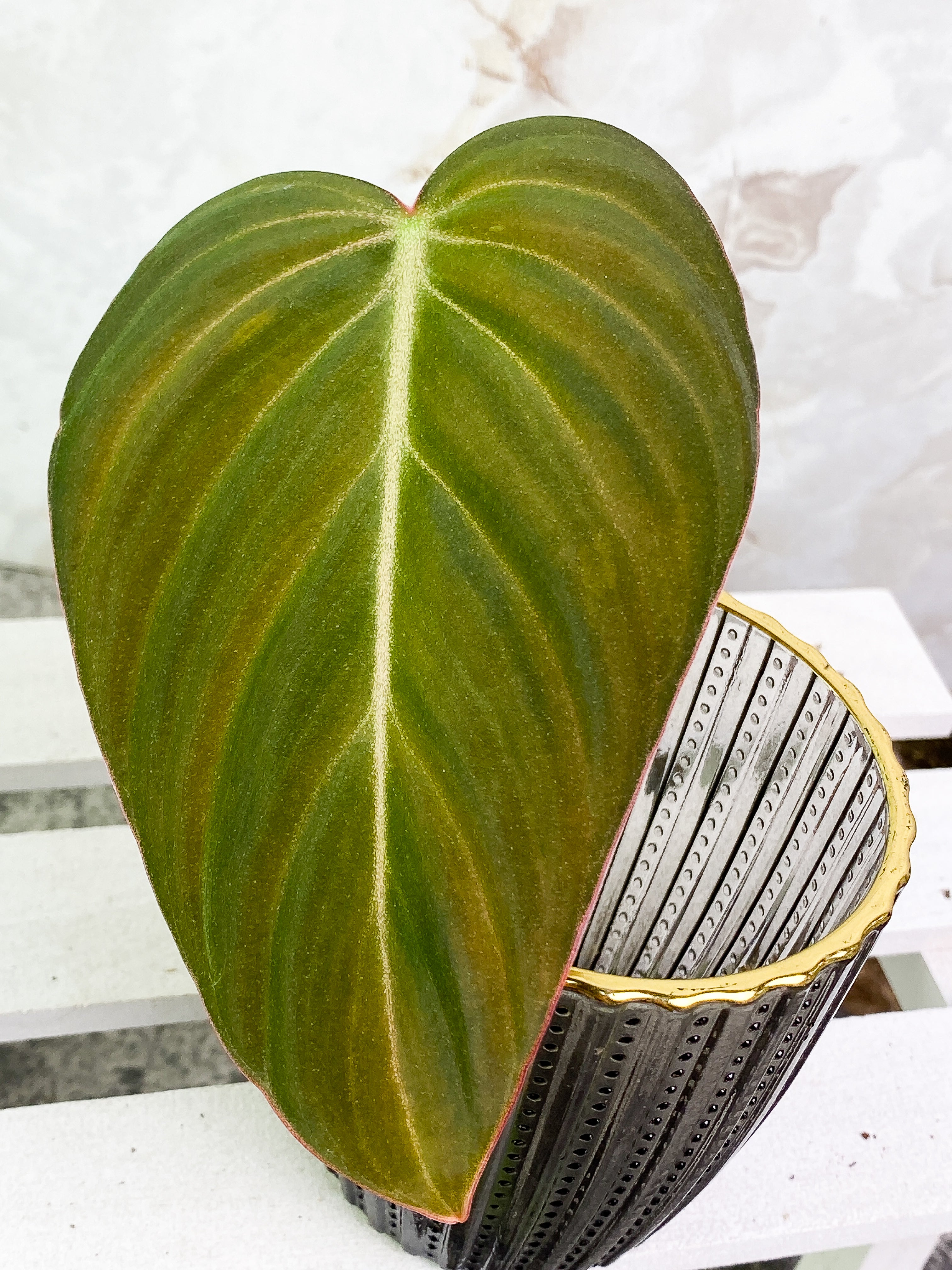 Philodendron Glorious 1 leaf 1 sprout Rooting