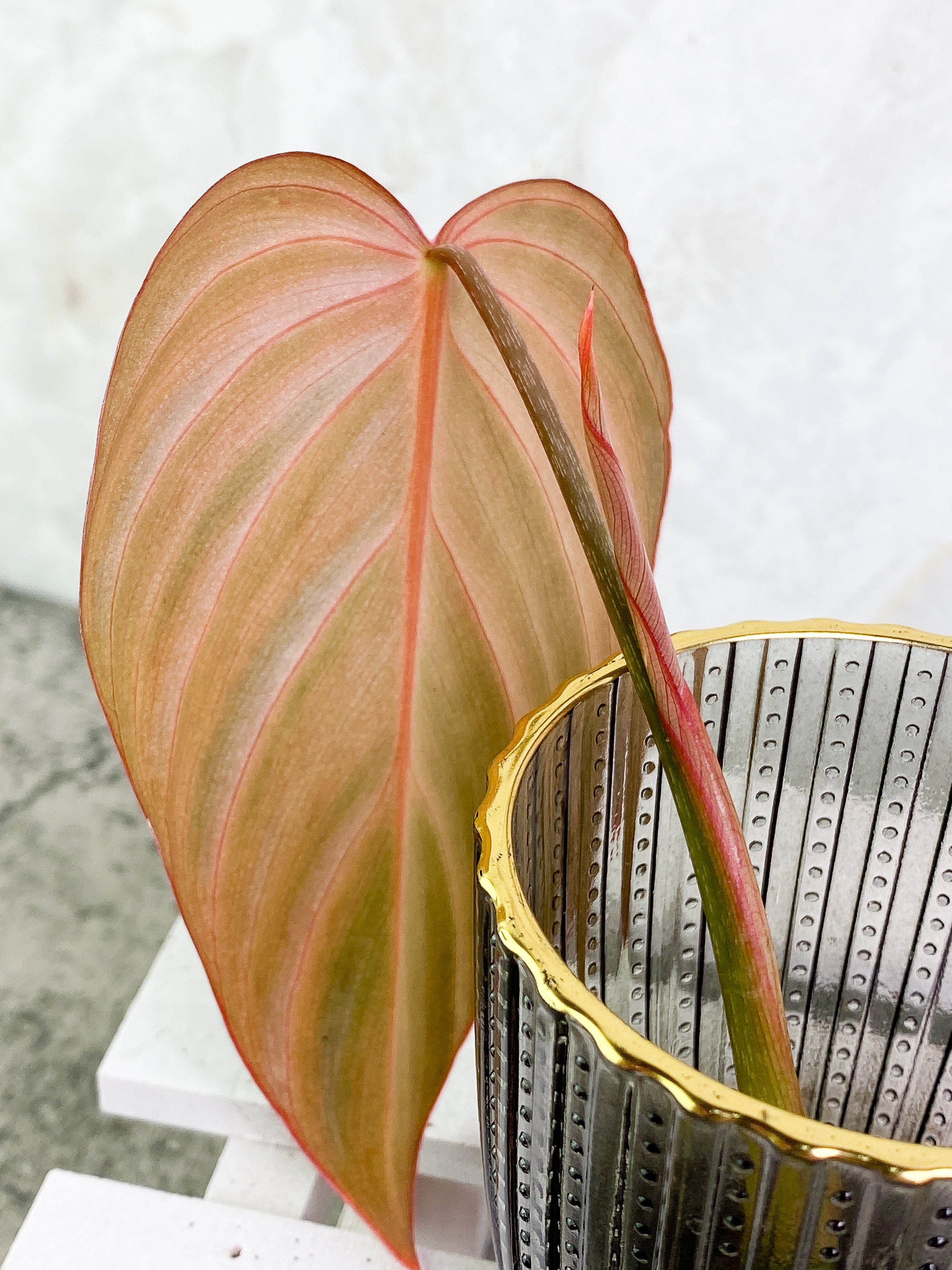Philodendron Glorious 1 leaf 1 sprout Rooting