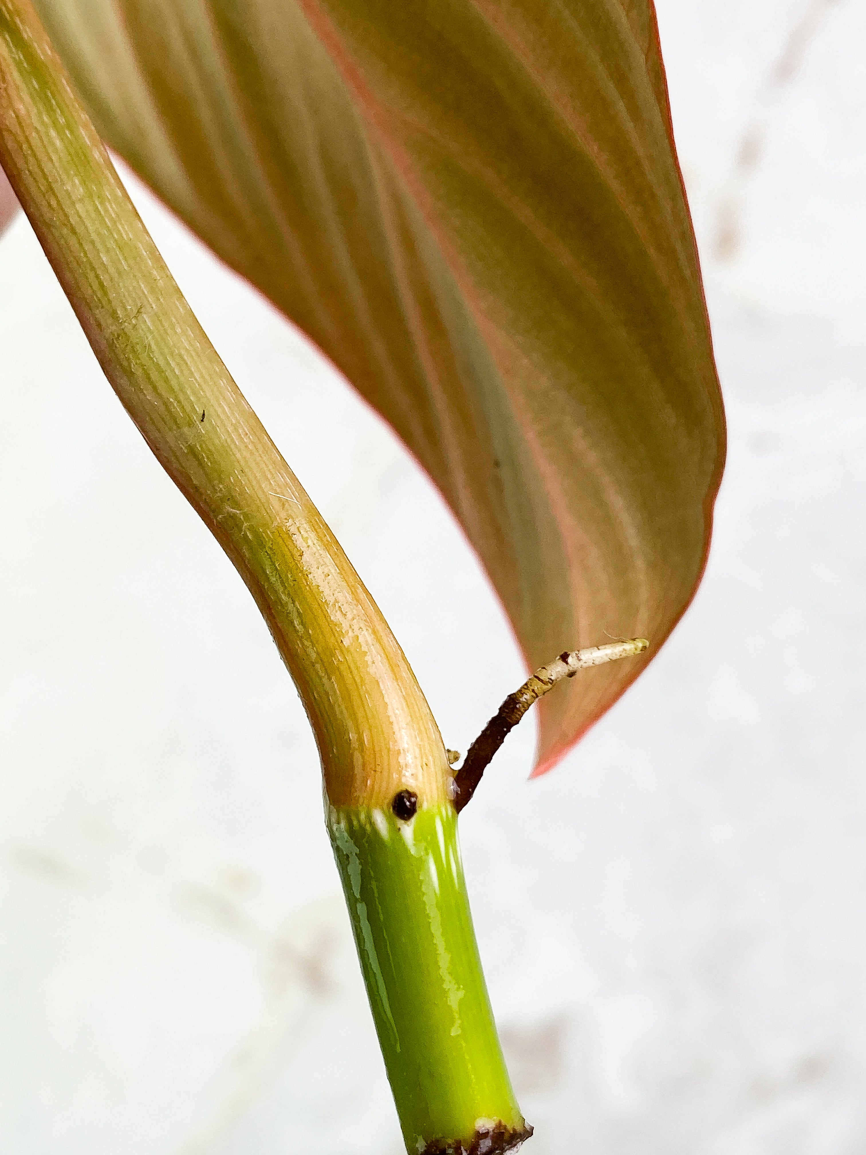 Philodendron Glorious 1 leaf 1 sprout Rooting