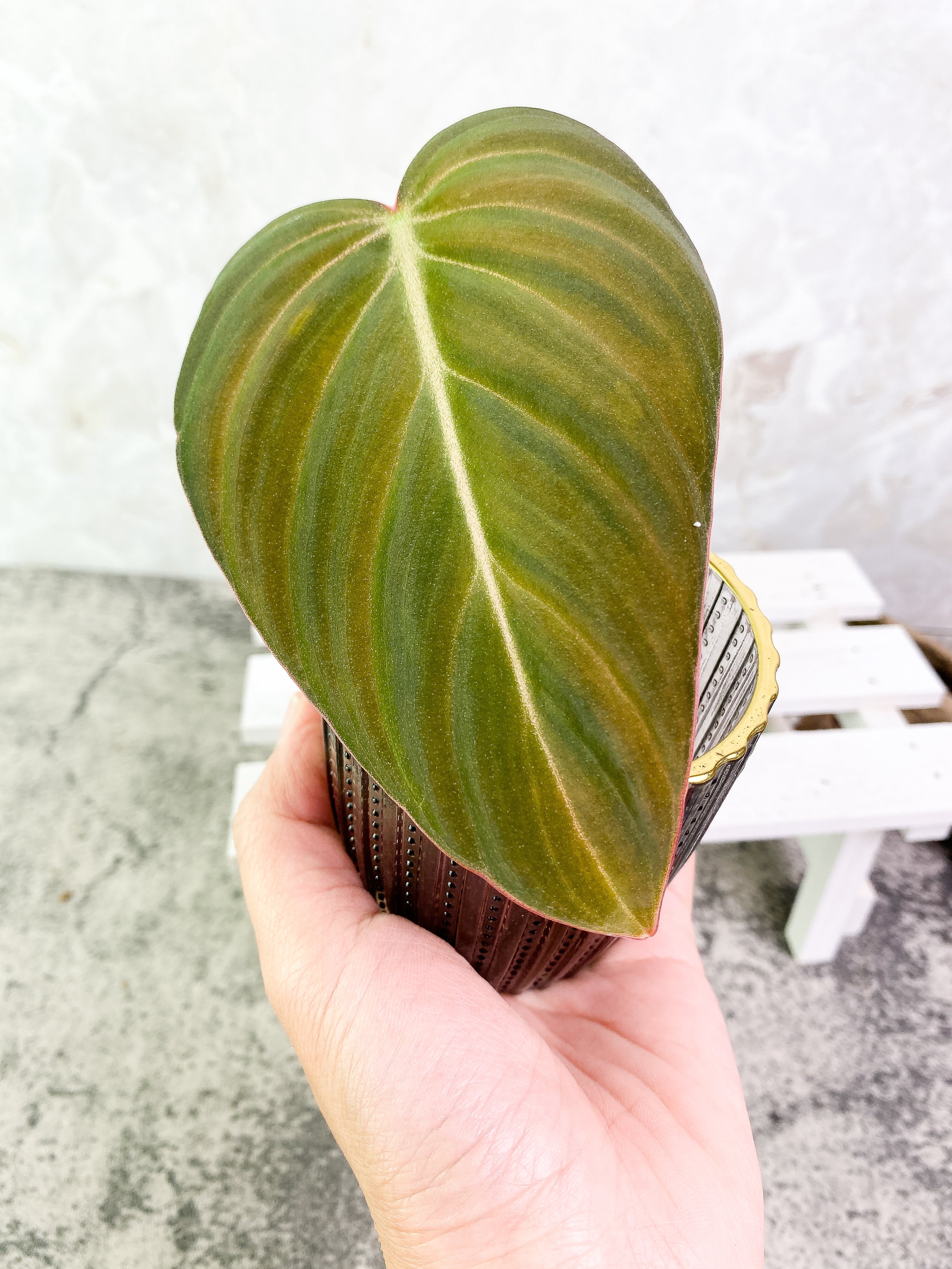 Philodendron Glorious 1 leaf 1 sprout Rooting