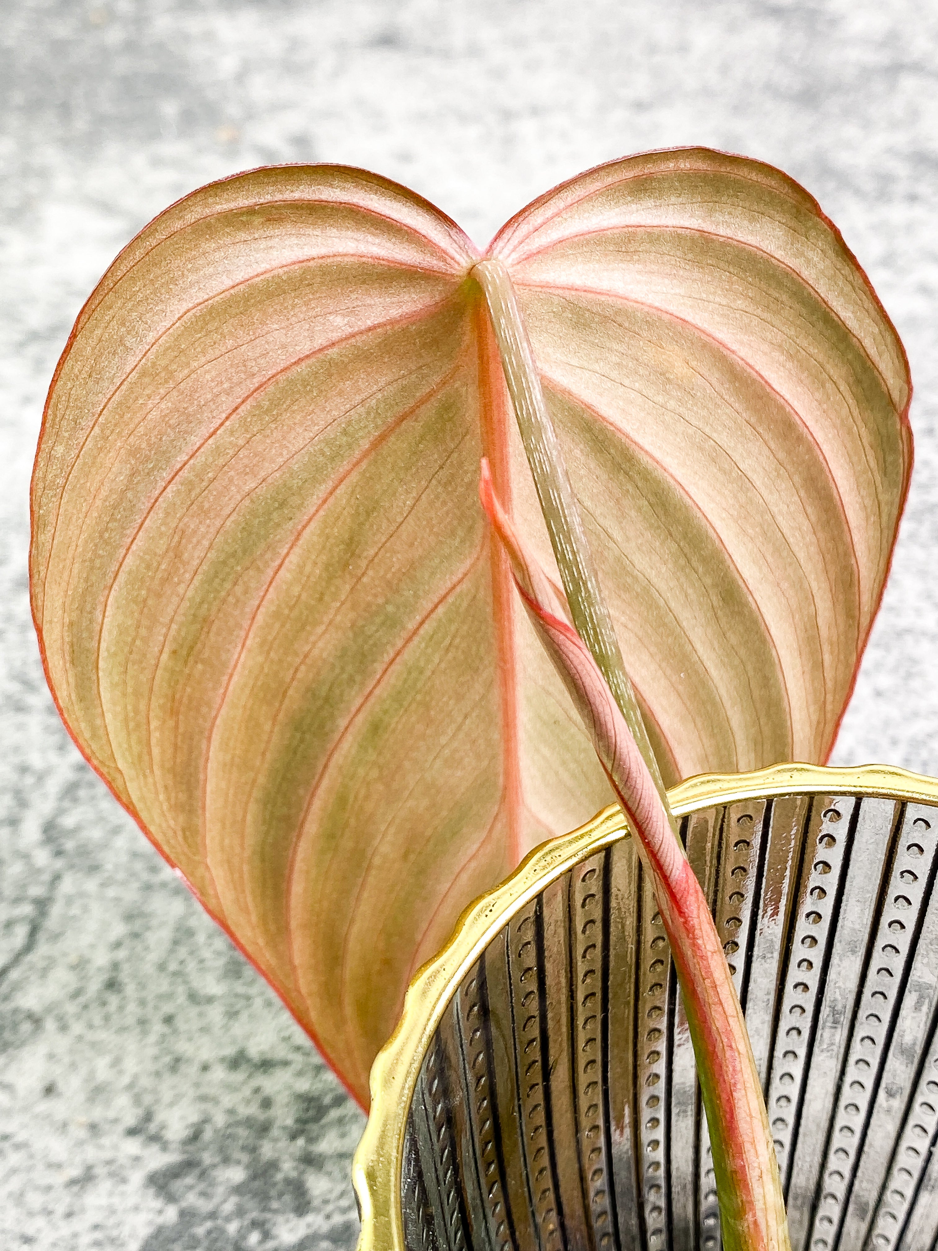 Philodendron Glorious 1 leaf 1 sprout Rooting