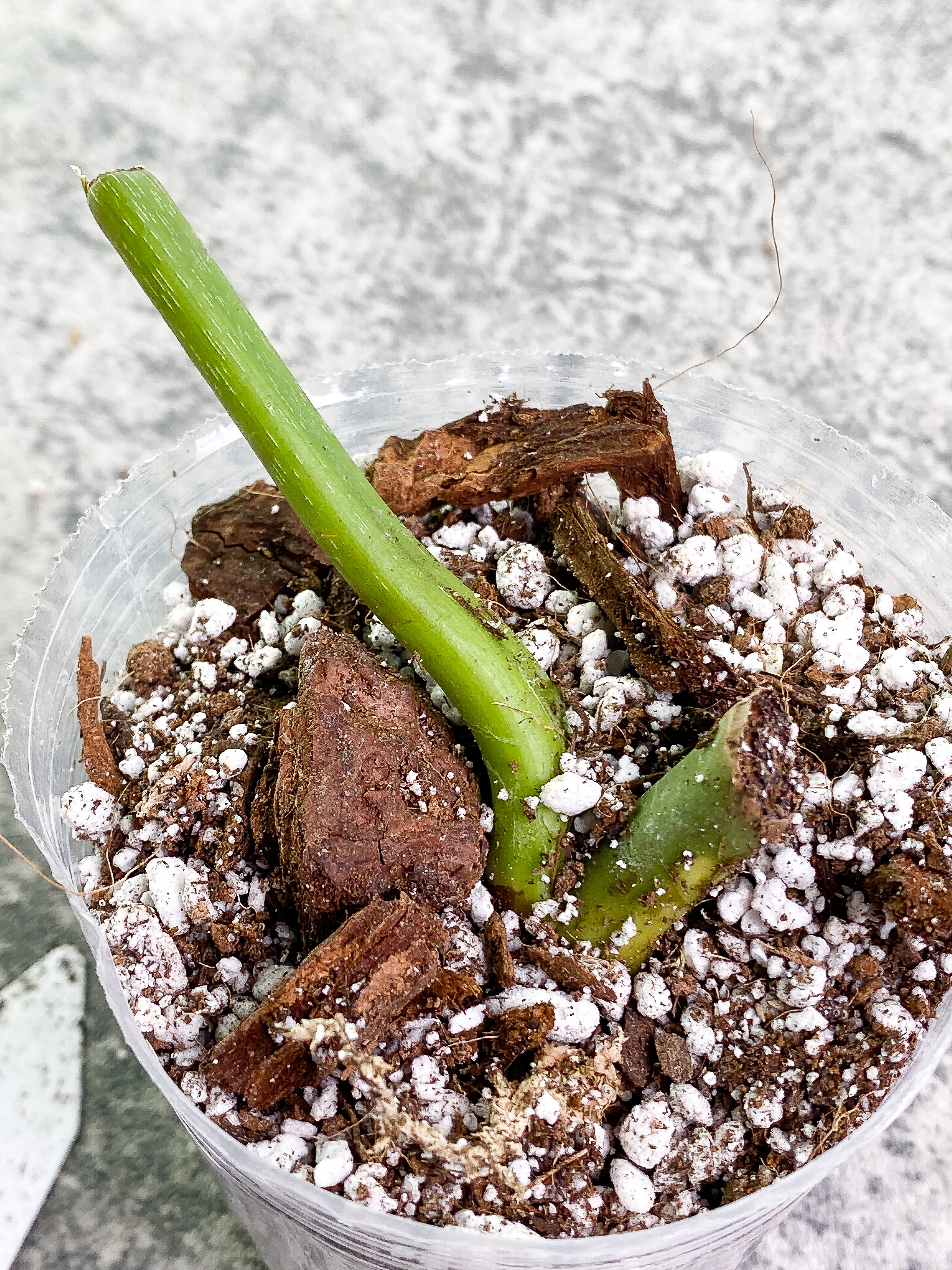 Philodendron Glorious 1 sprout Rooted node