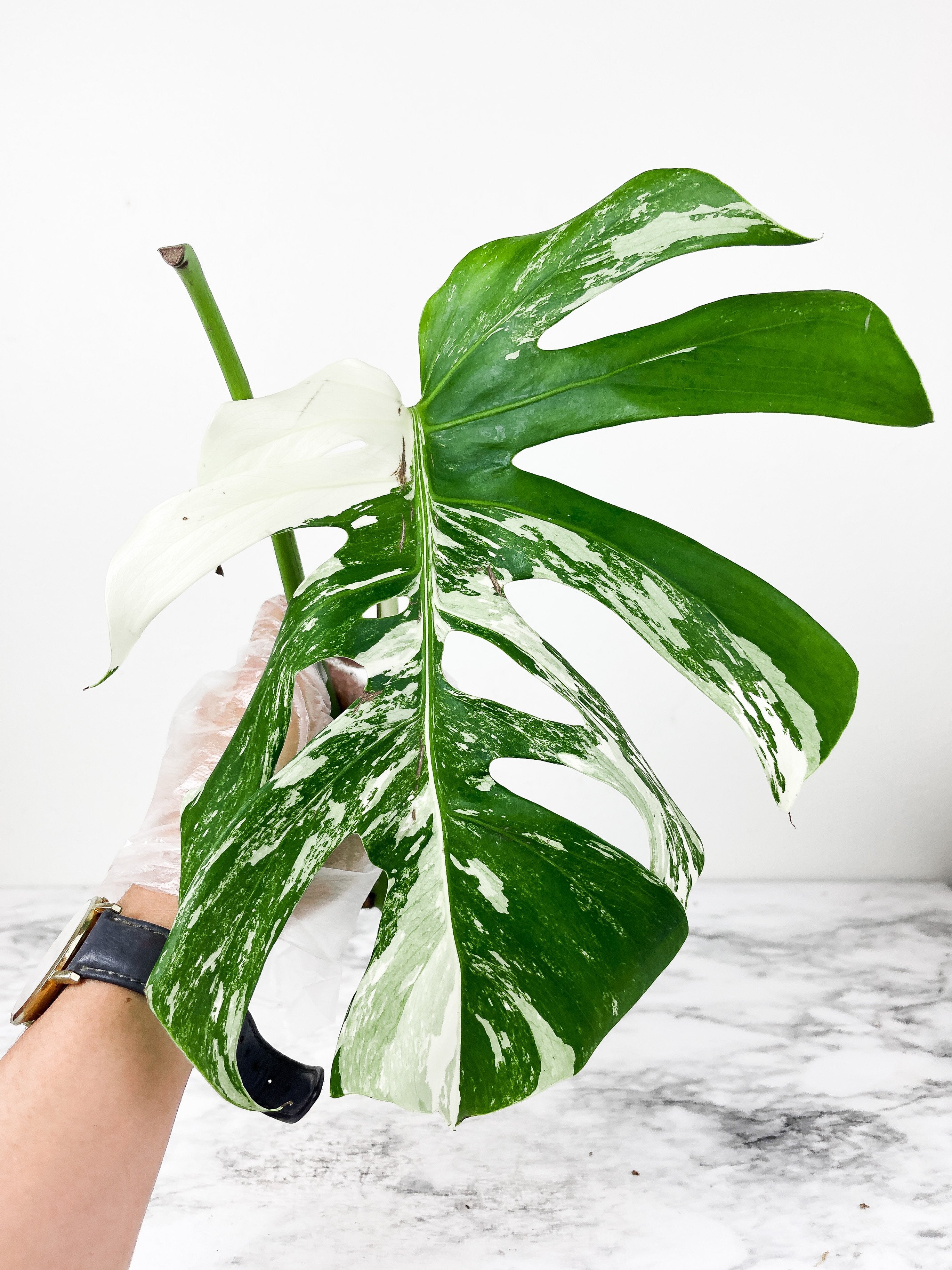 Monstera Albo Borsigiana 1 leaf rooting cutting from a highly variegated specimen