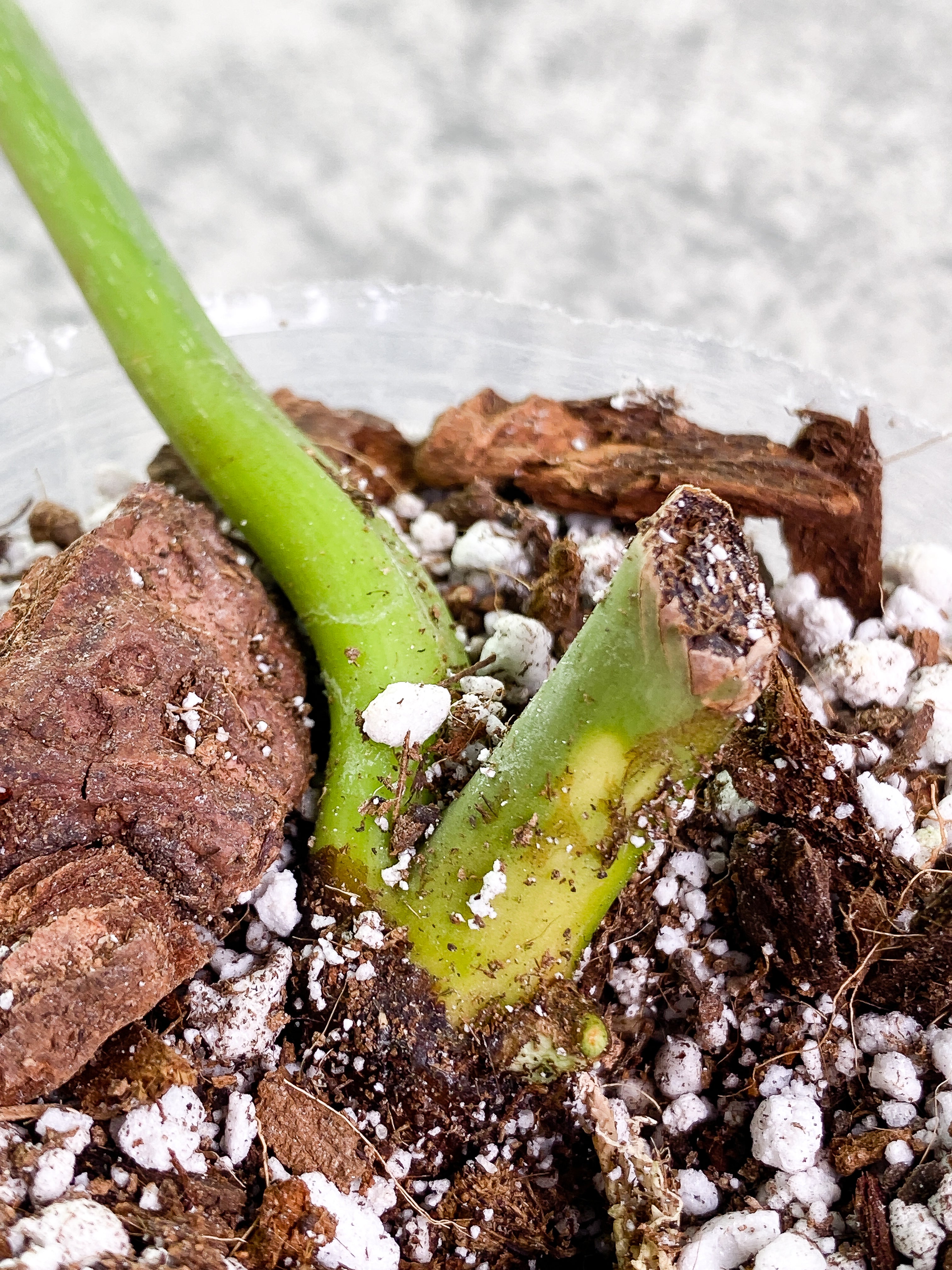 Philodendron Glorious 1 sprout Rooted node