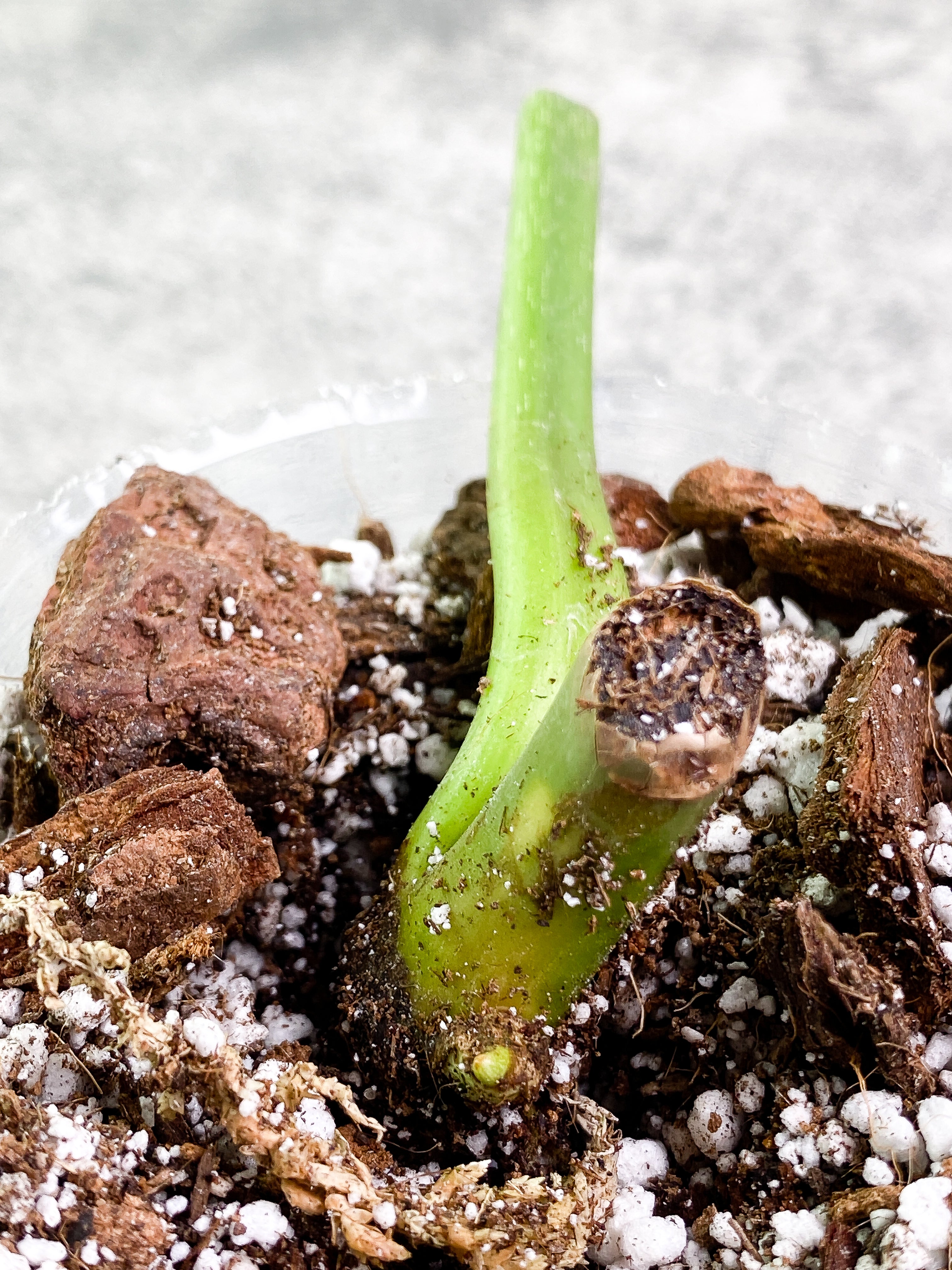 Philodendron Glorious 1 sprout Rooted node