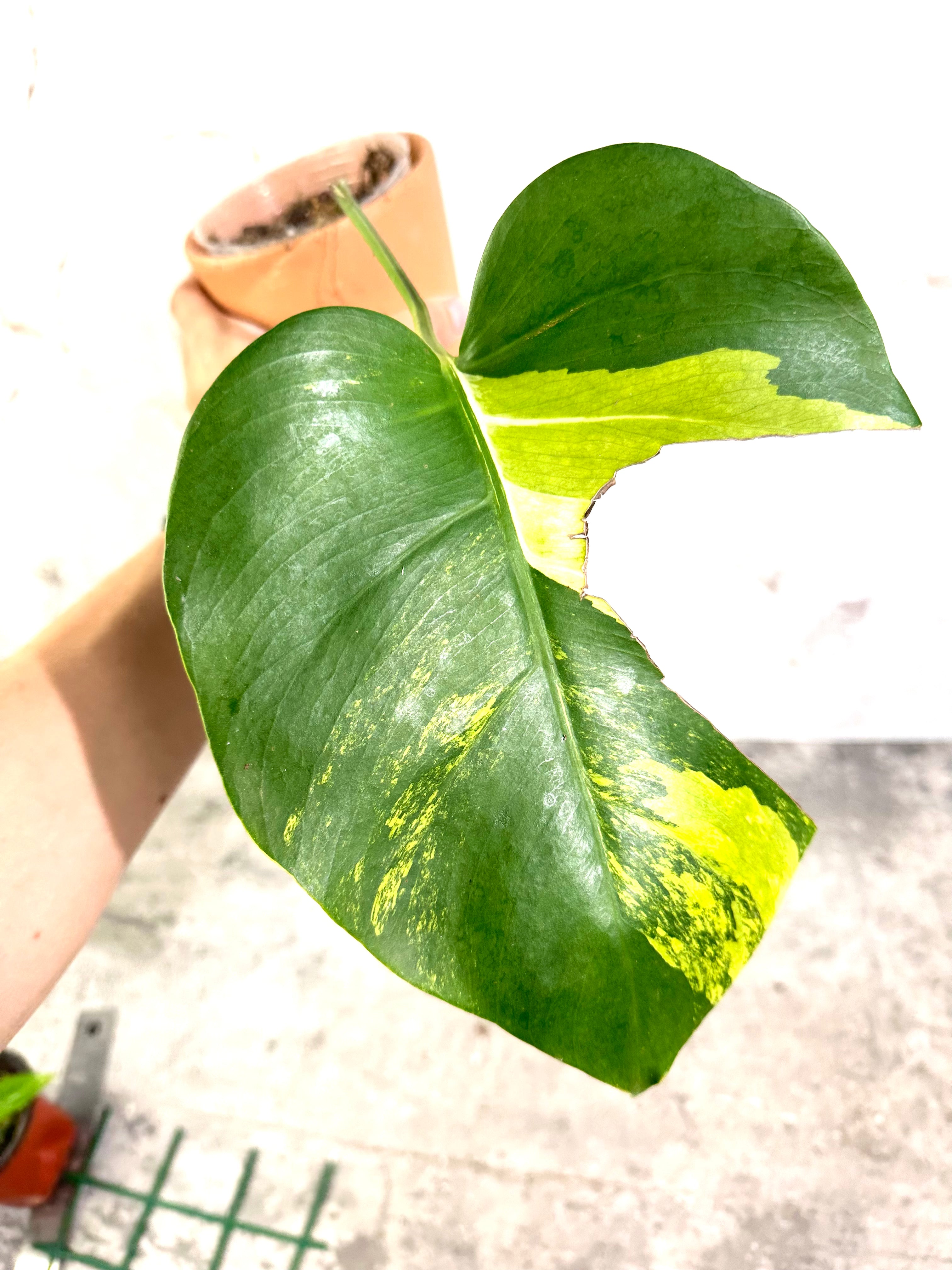 Monstera Aurea tricolor Rooted 1 leaf 1 growing bud