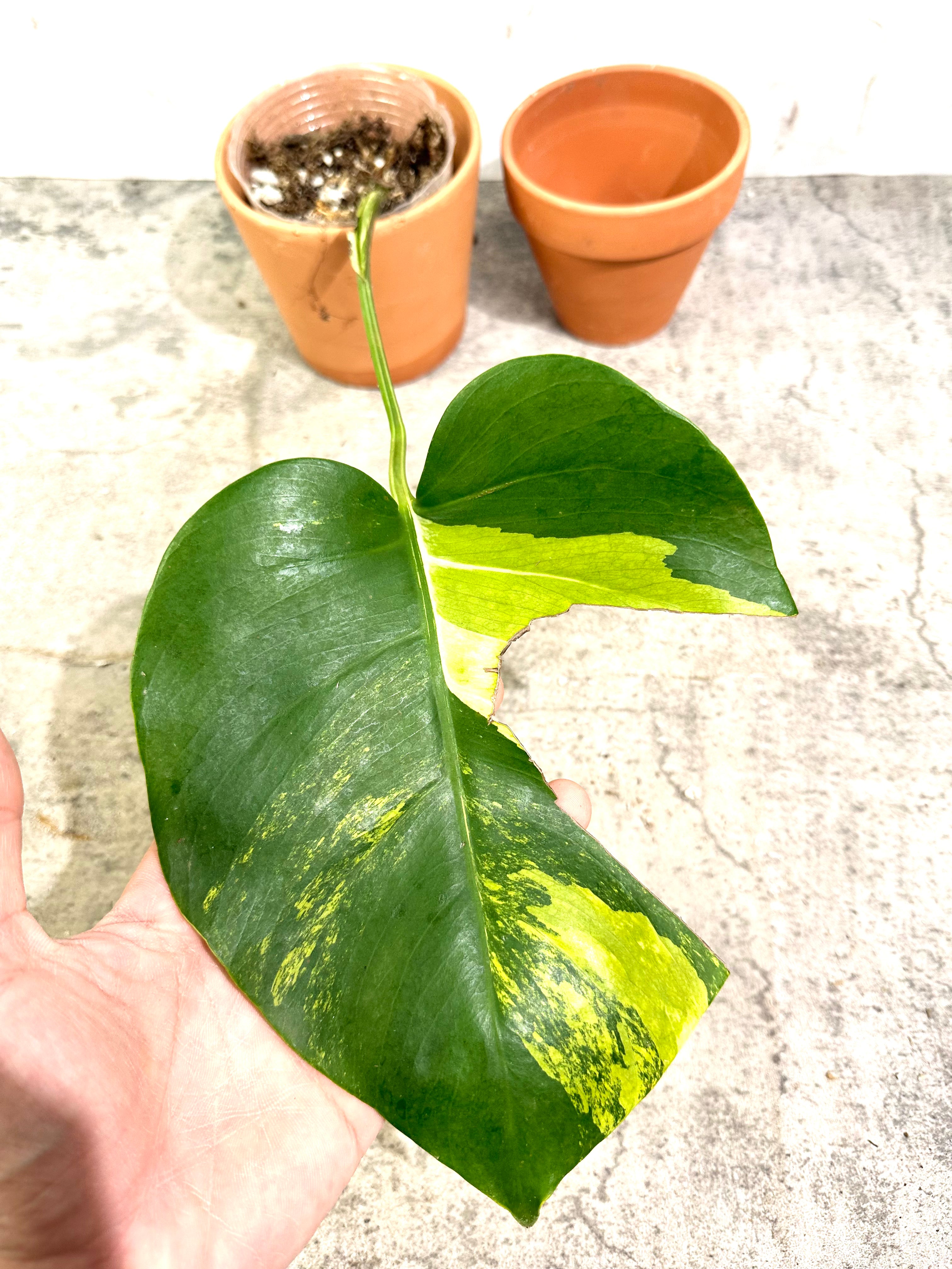 Monstera Aurea tricolor Rooted 1 leaf 1 growing bud