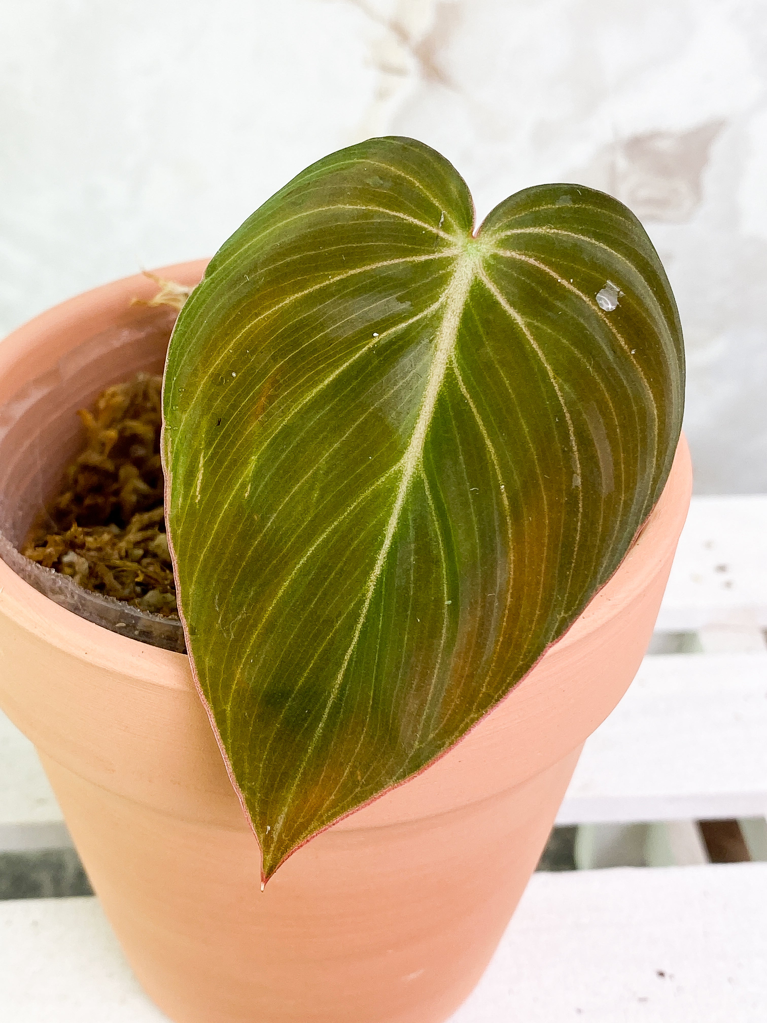 Philodendron Melanochrysum 1 leaf Slightly Rooted