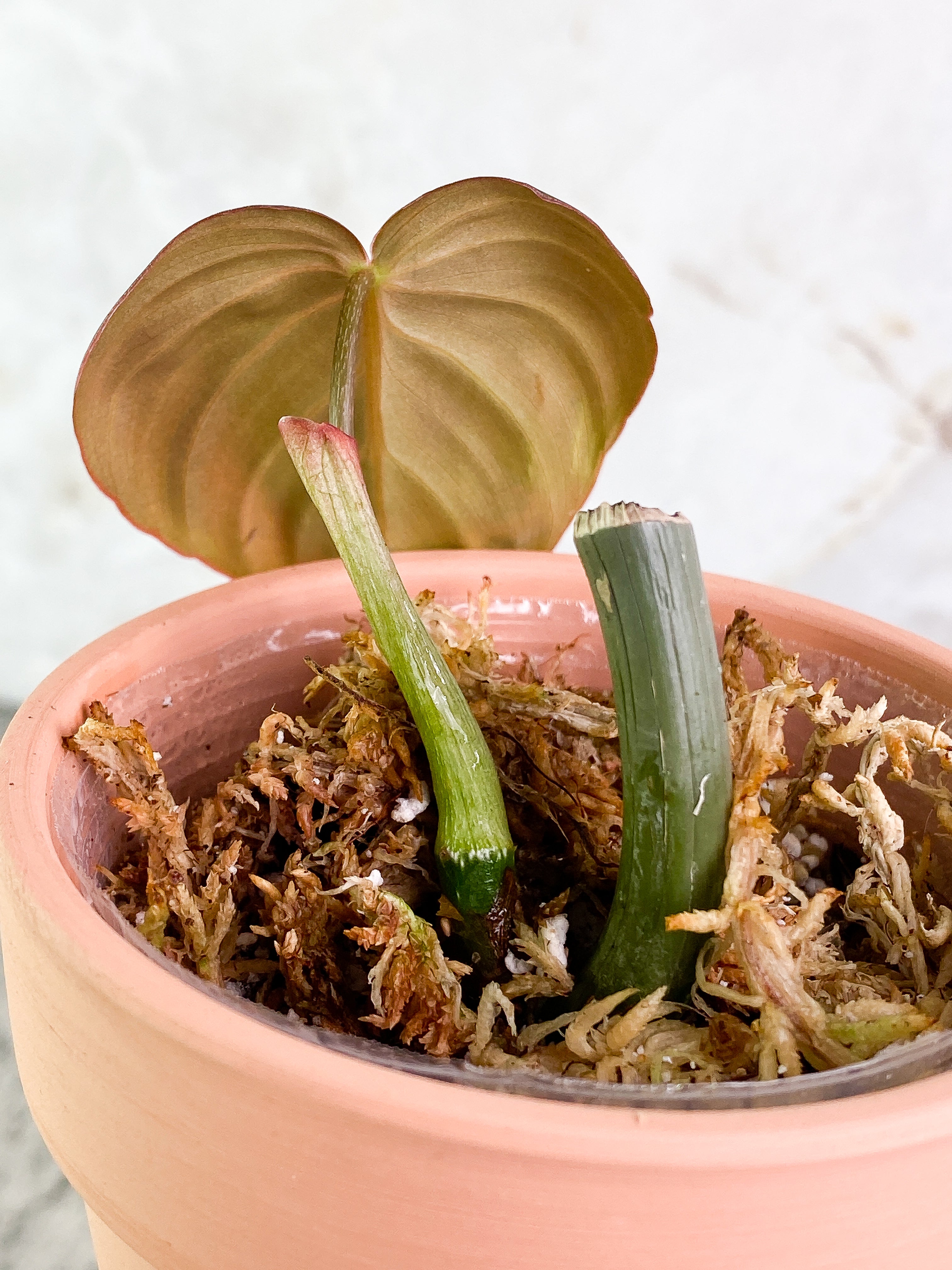 Philodendron Melanochrysum 1 leaf Slightly Rooted
