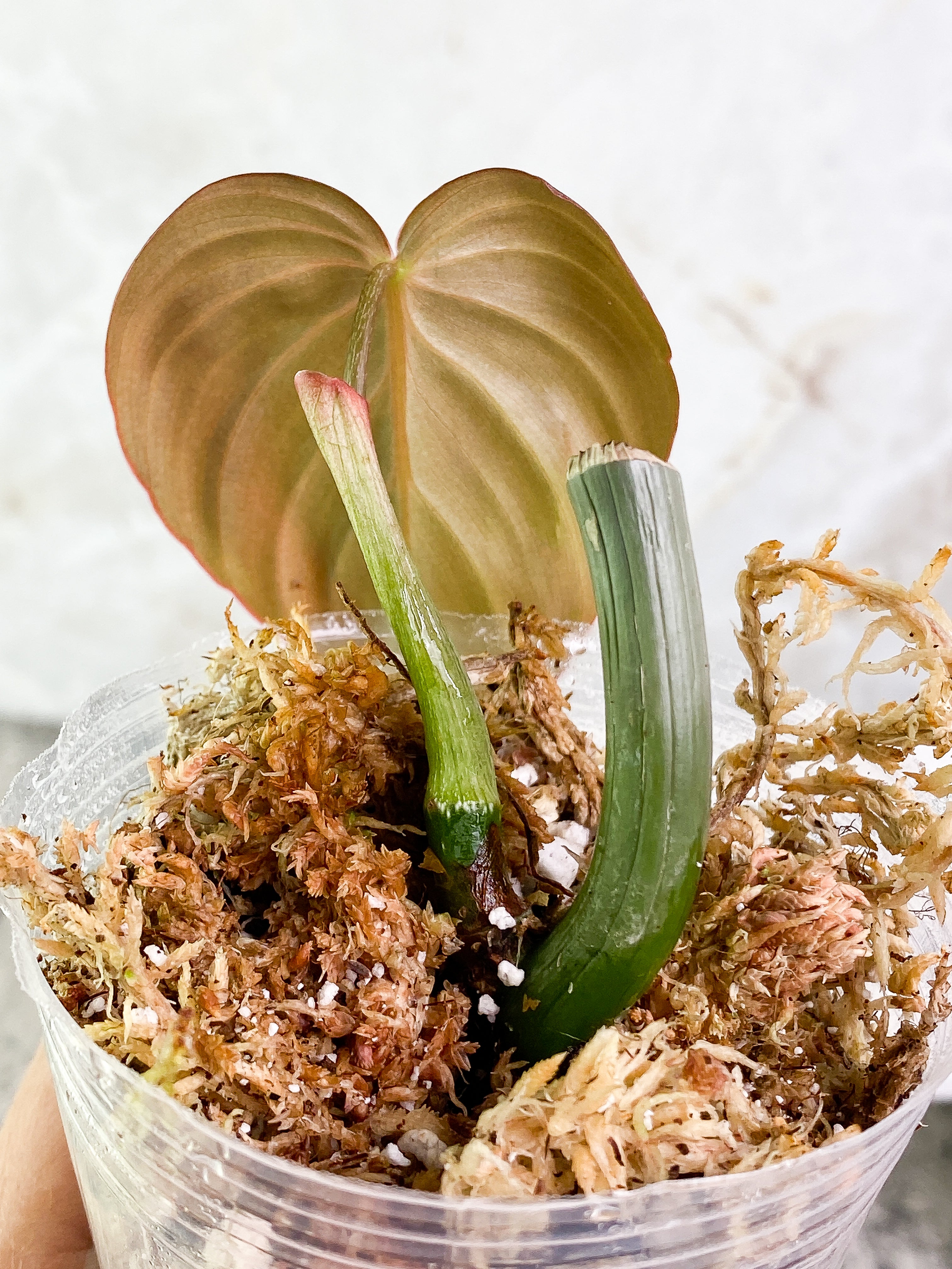 Philodendron Melanochrysum 1 leaf Slightly Rooted