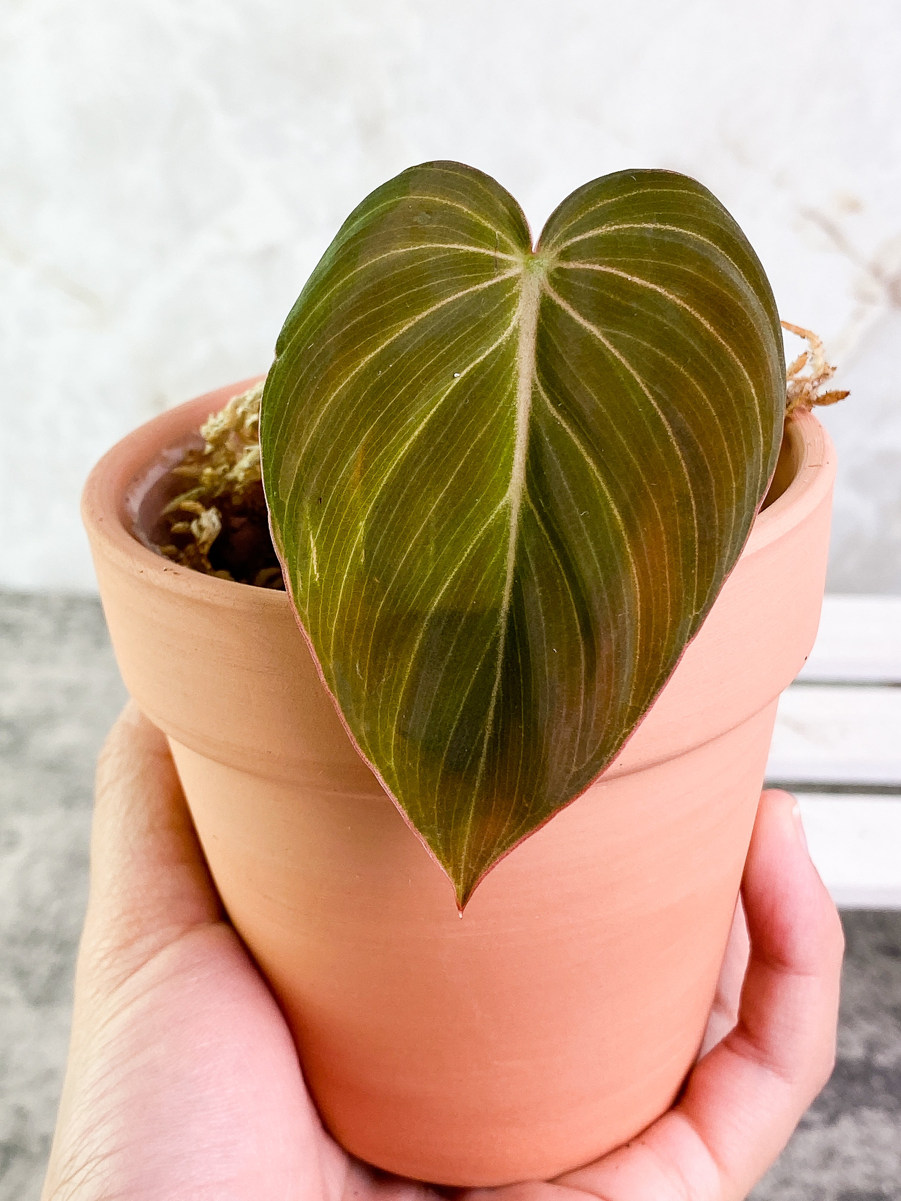 Philodendron Melanochrysum 1 leaf Slightly Rooted