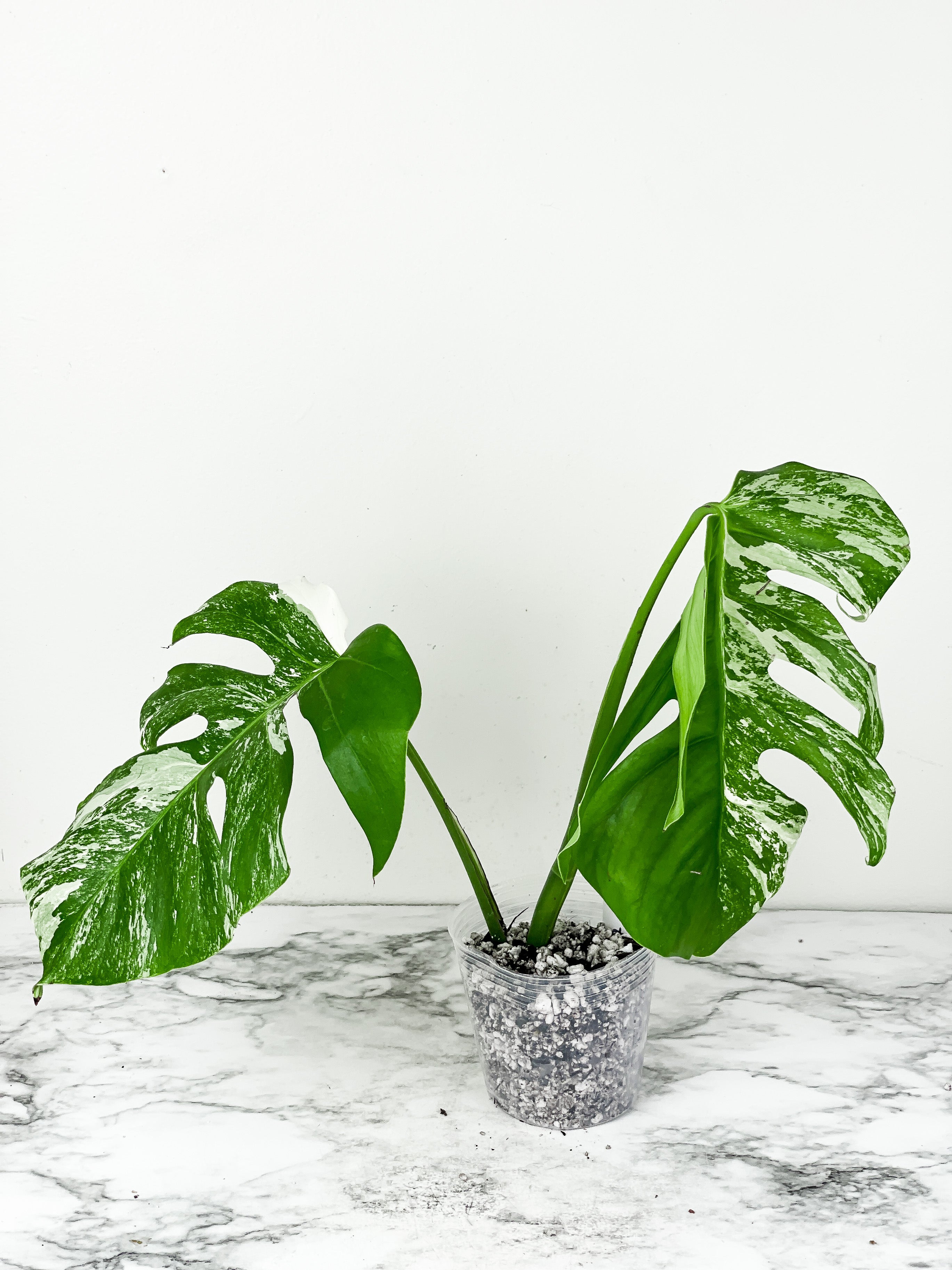 Monstera Albo Borsigiana 2 big leaves Slightly rooted top cutting. High marble variegation