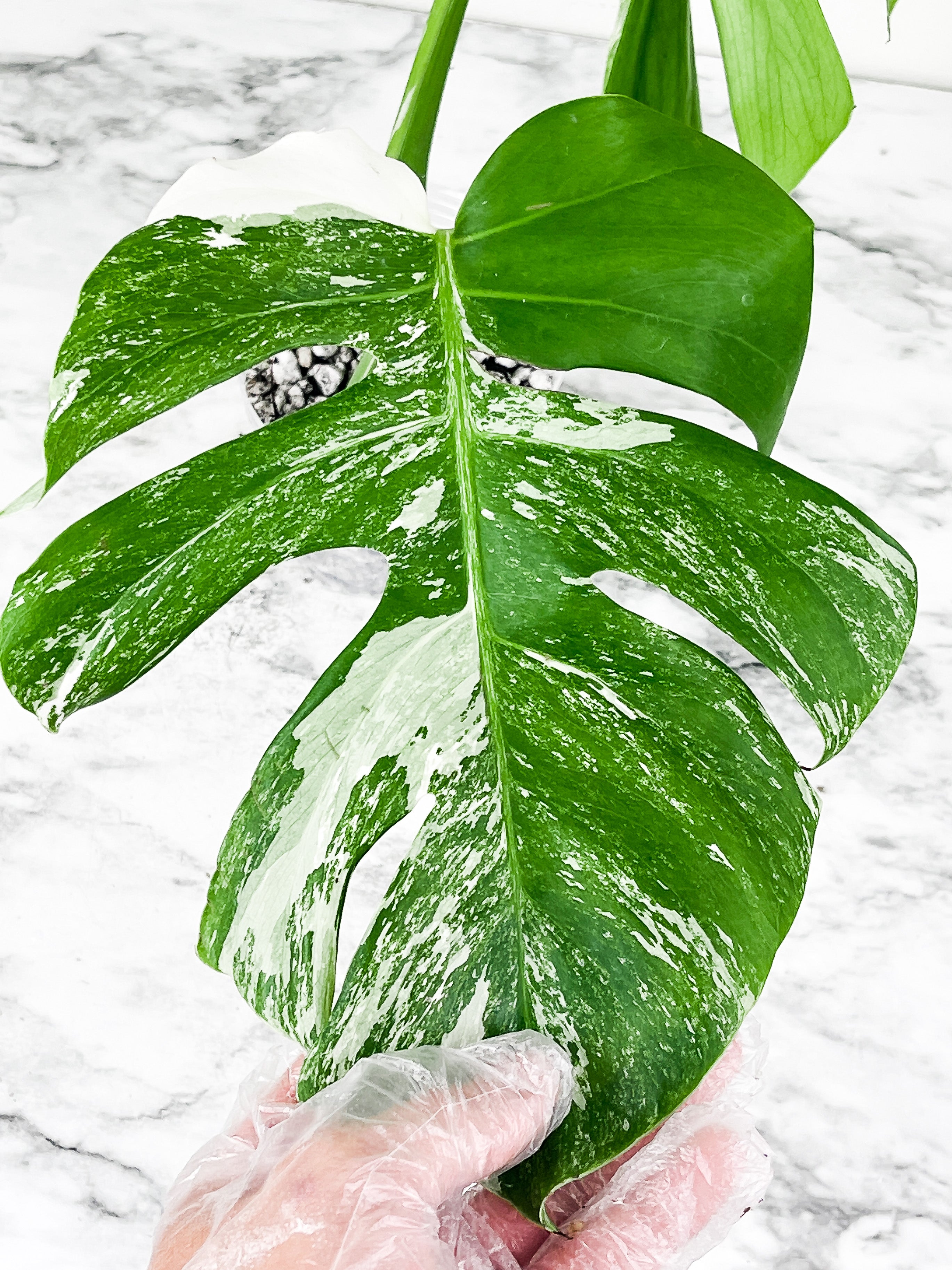 Monstera Albo Borsigiana 2 big leaves Slightly rooted top cutting. High marble variegation