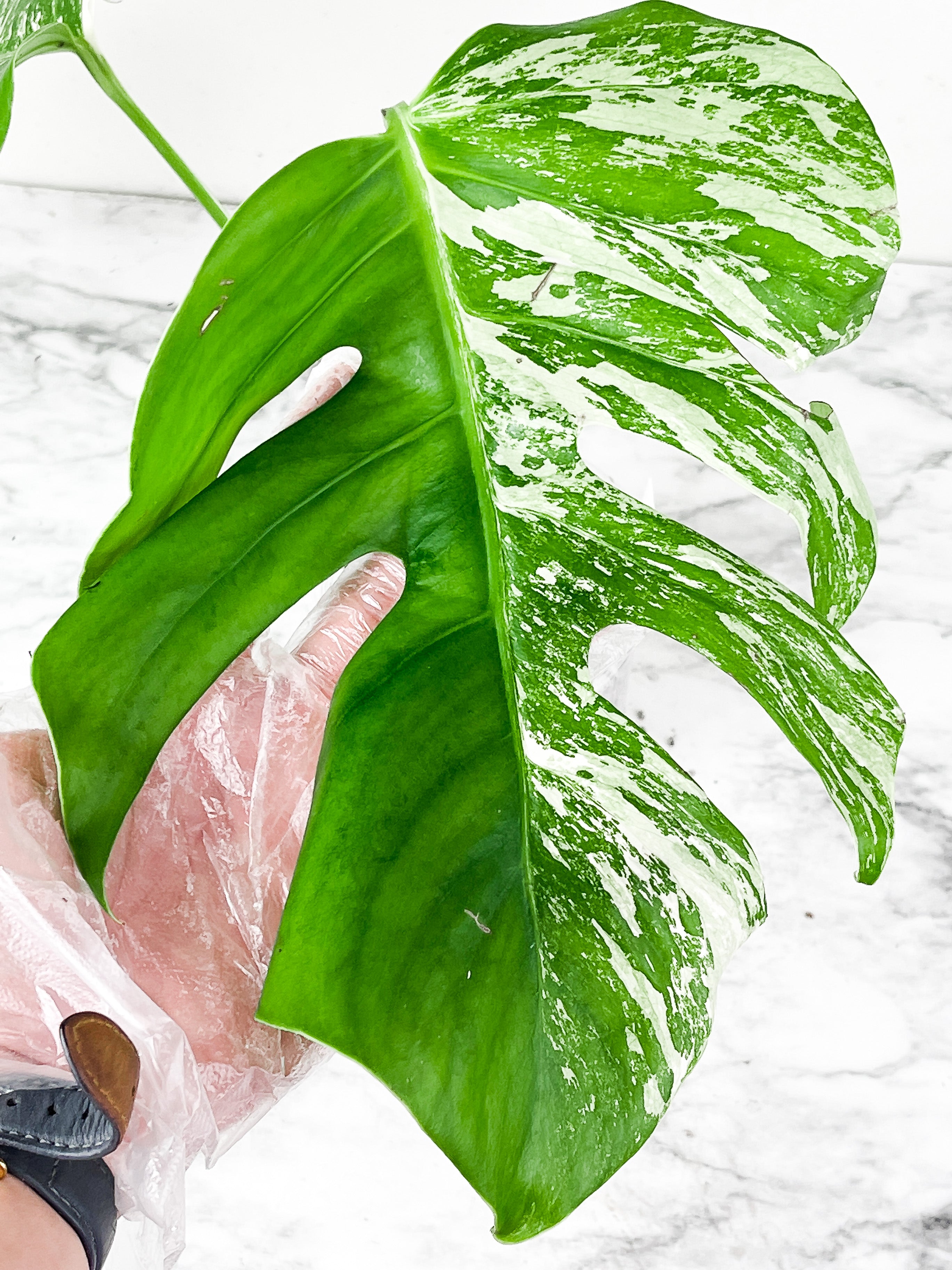 Monstera Albo Borsigiana 2 big leaves Slightly rooted top cutting. High marble variegation