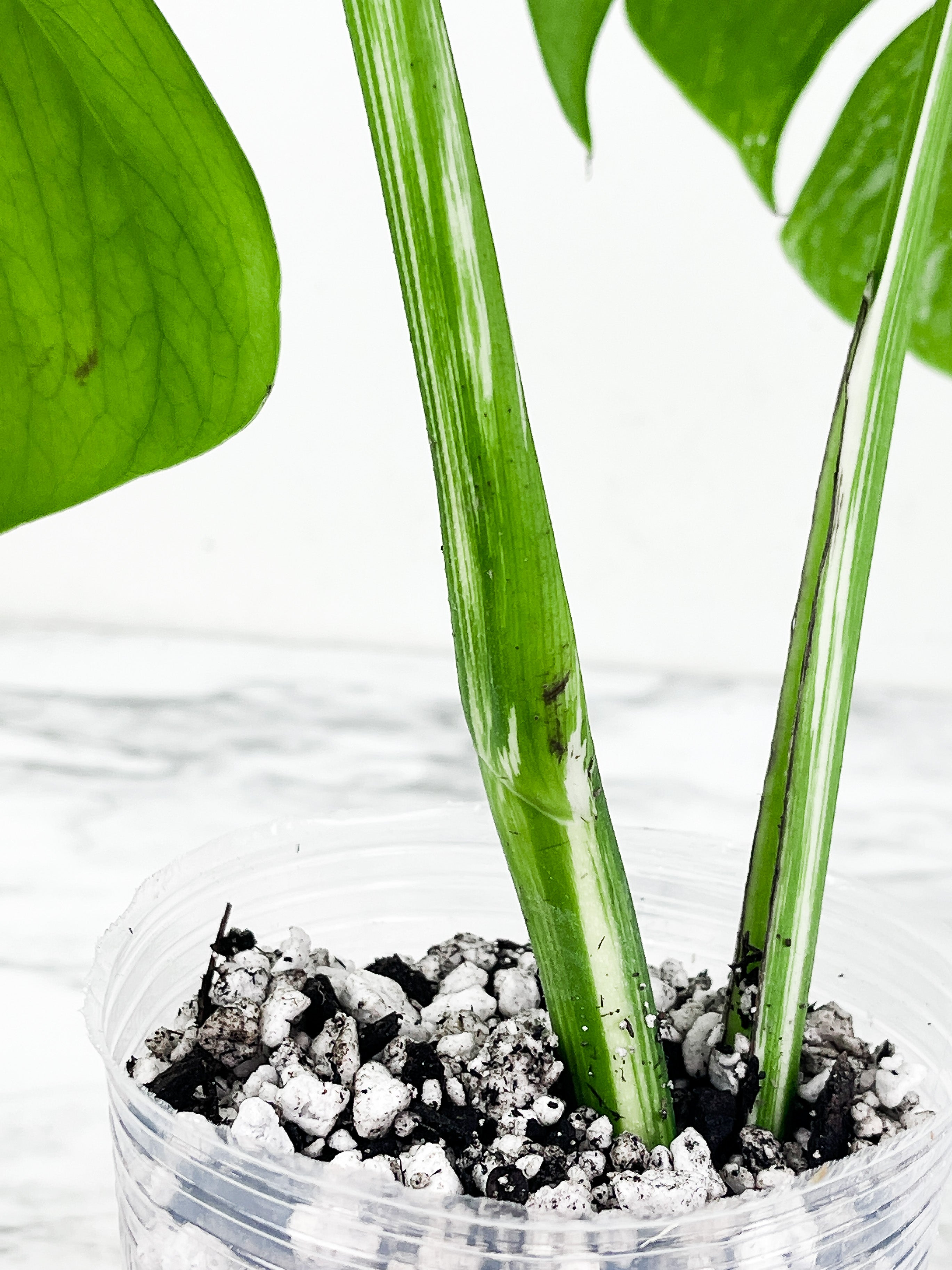 Monstera Albo Borsigiana 2 big leaves Slightly rooted top cutting. High marble variegation