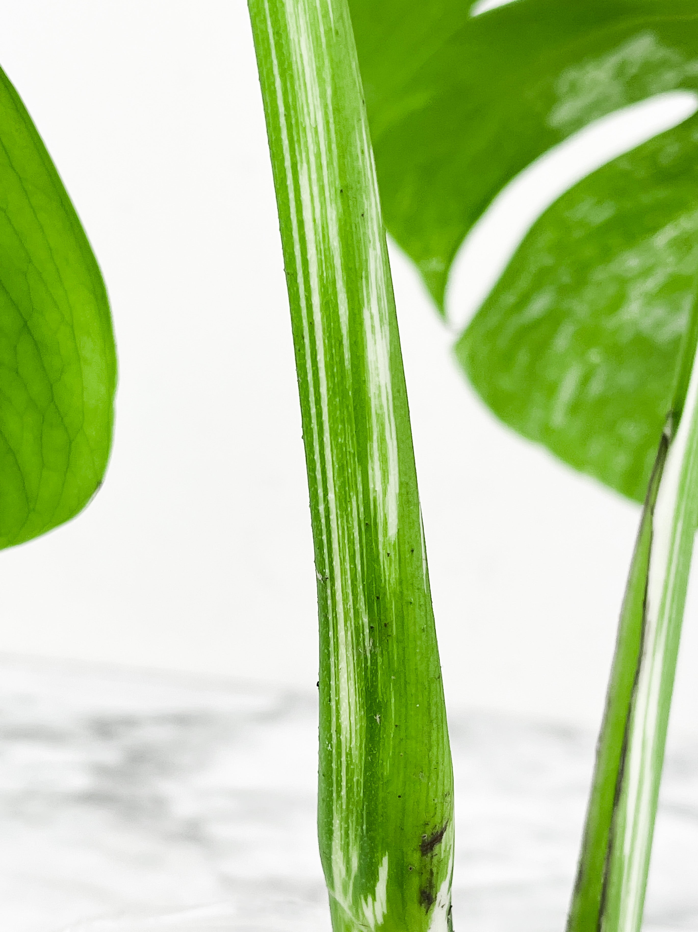 Monstera Albo Borsigiana 2 big leaves Slightly rooted top cutting. High marble variegation