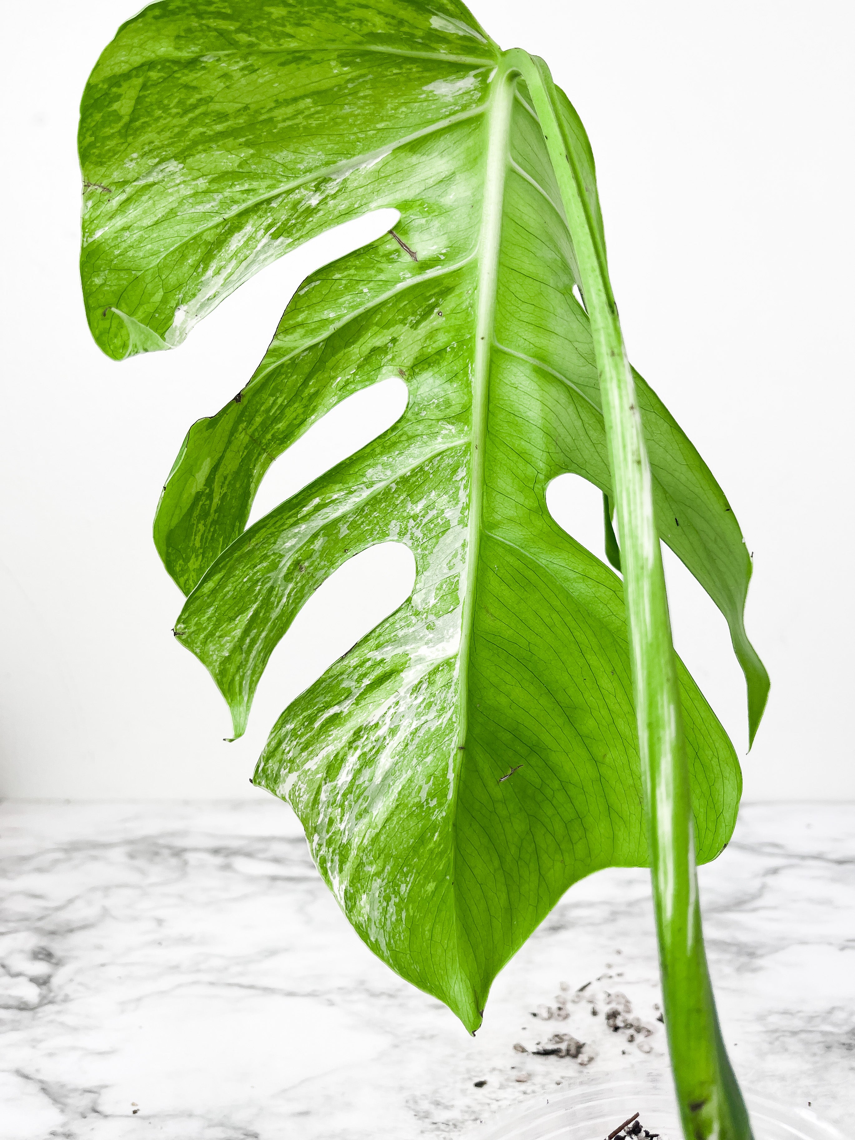 Monstera Albo Borsigiana 2 big leaves Slightly rooted top cutting. High marble variegation