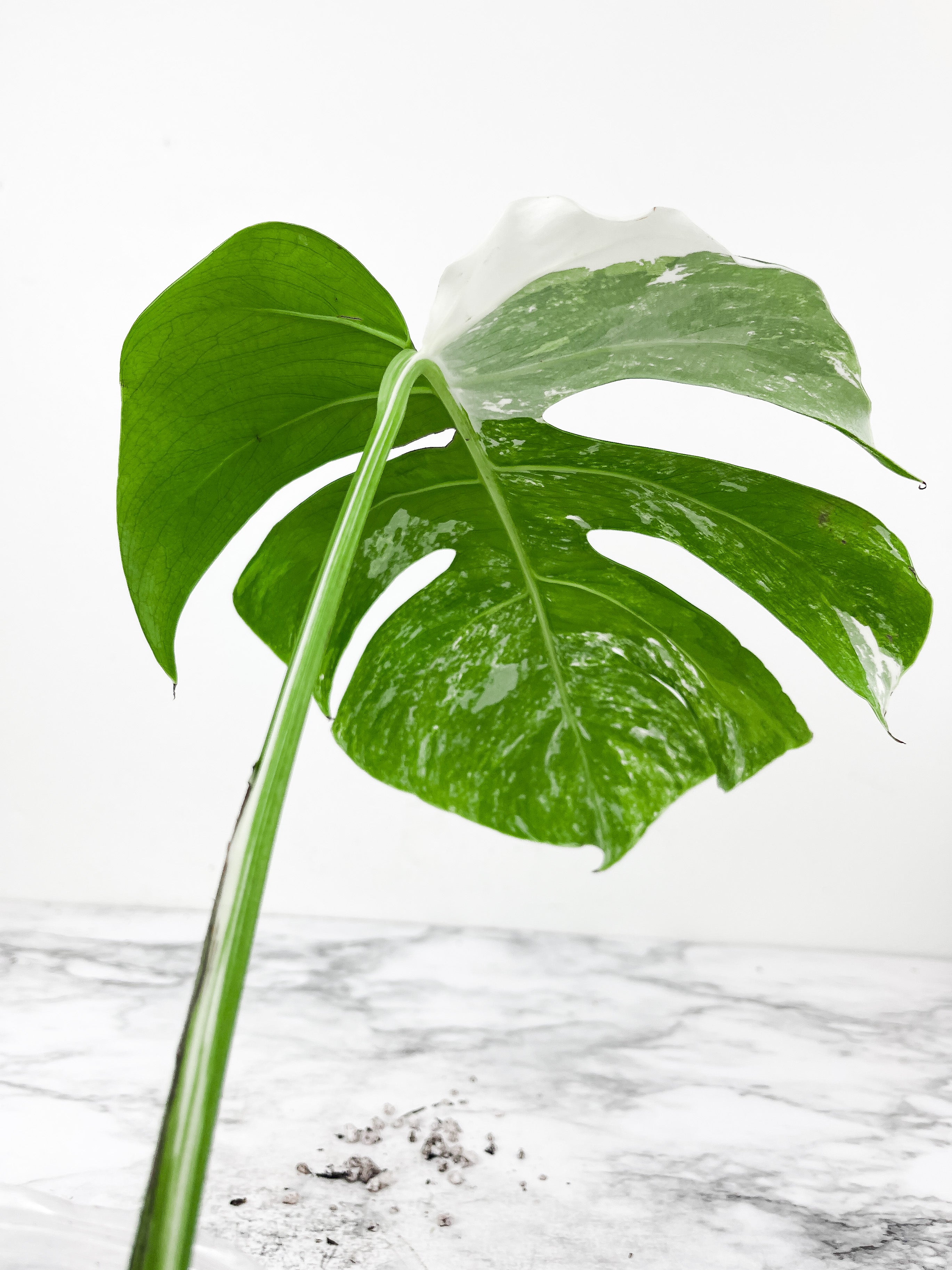 Monstera Albo Borsigiana 2 big leaves Slightly rooted top cutting. High marble variegation