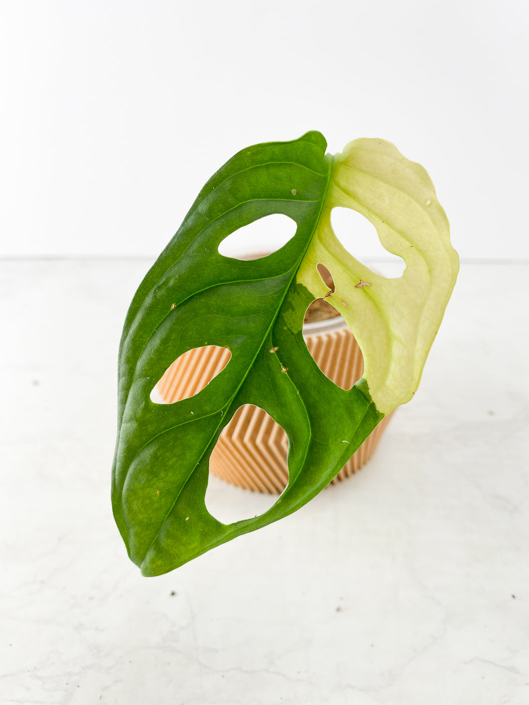 Monstera Adansonii Aurea 1 leaf Slightly Rooted
