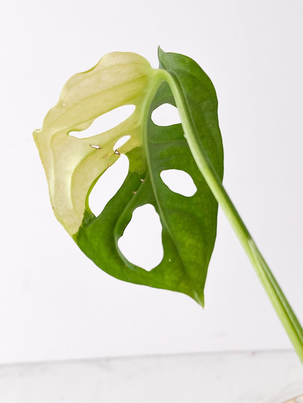 Monstera Adansonii Aurea 1 leaf Slightly Rooted