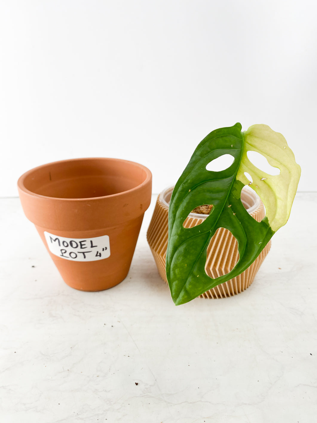 Monstera Adansonii Aurea 1 leaf Slightly Rooted