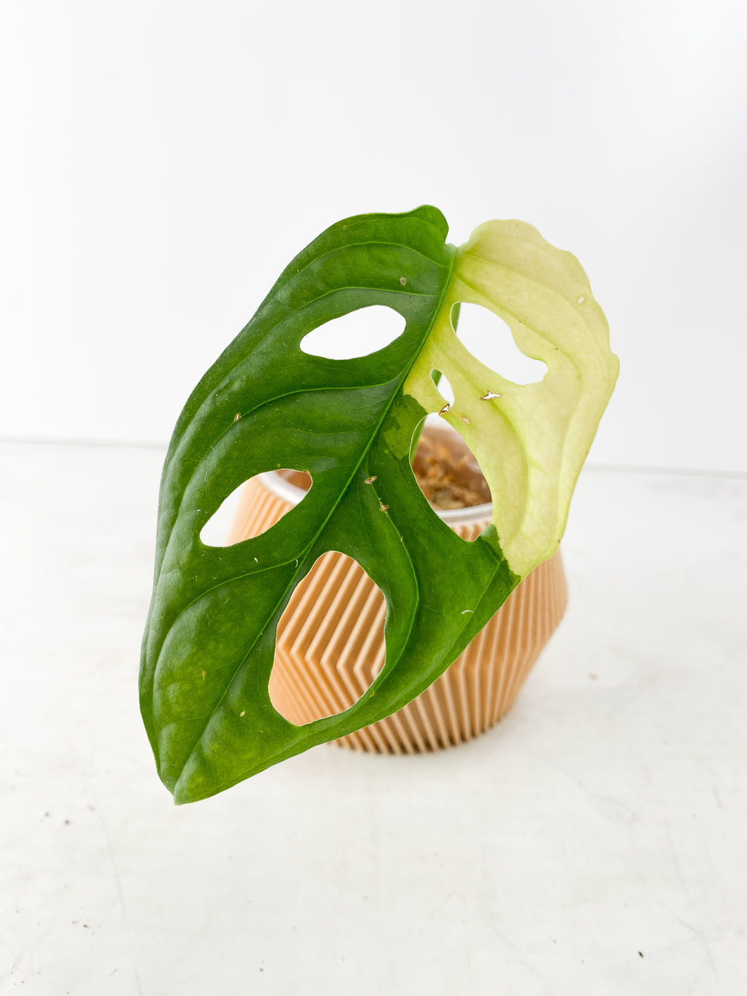 Monstera Adansonii Aurea 1 leaf Slightly Rooted