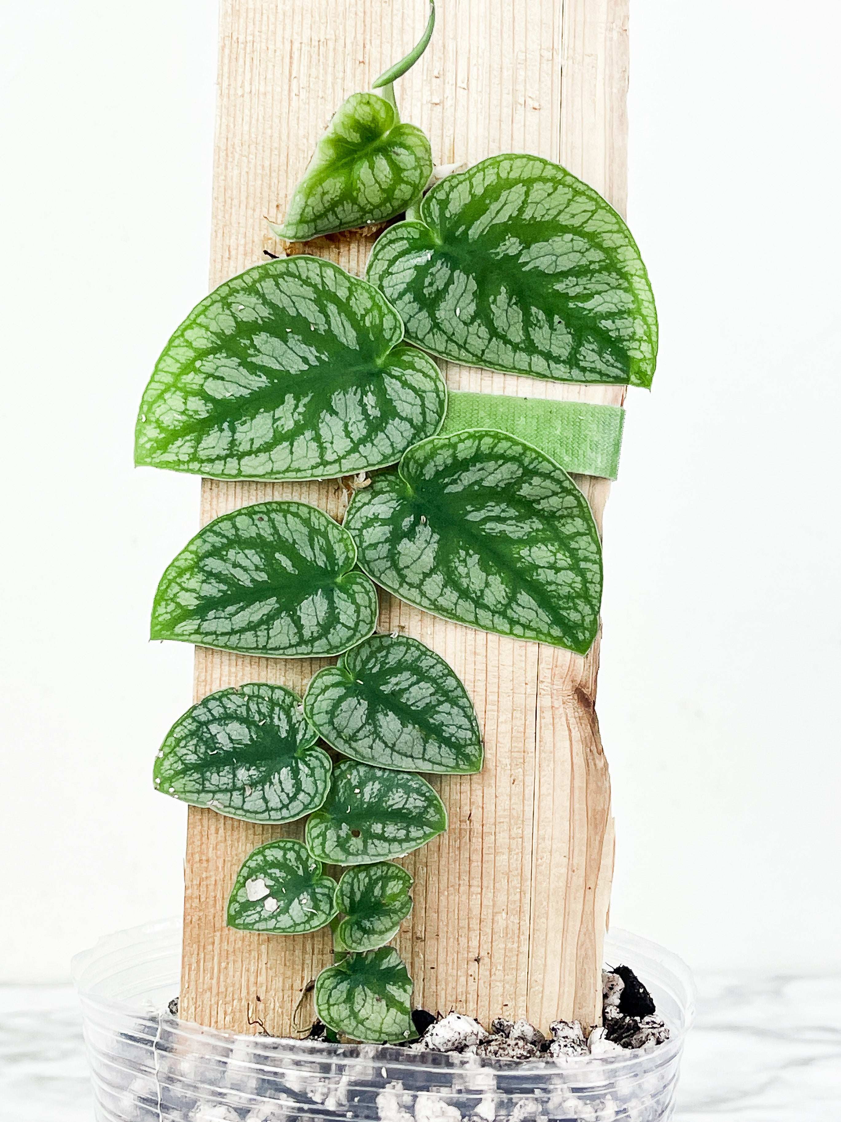 Monstera Dubia Rooted. 12 leaves. Biggest leaf is 2.5" long.