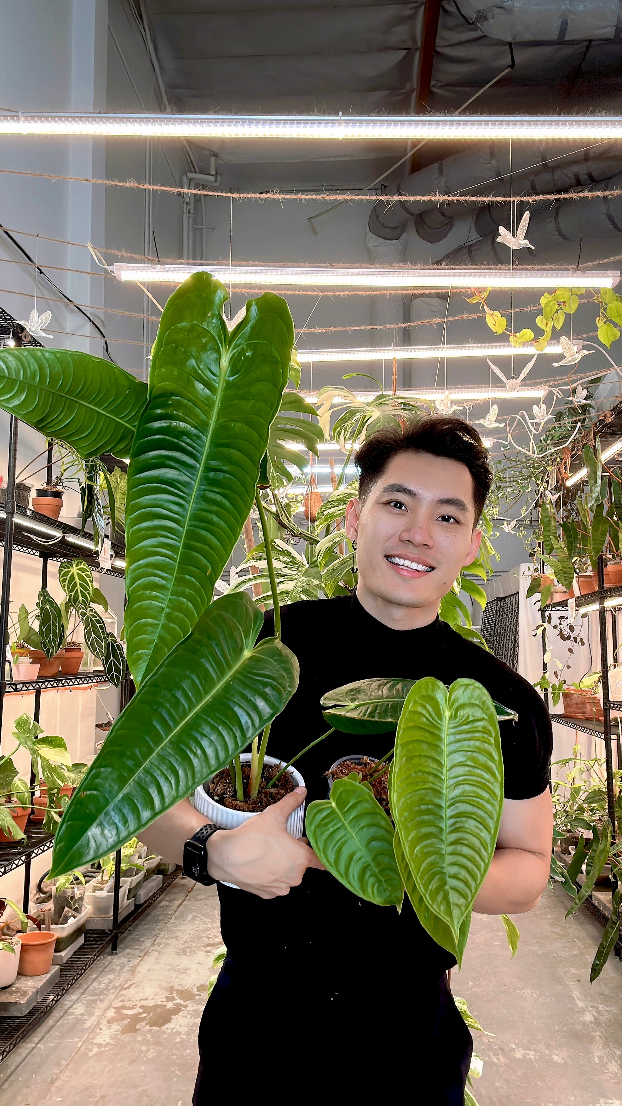 Anthurium Veitchii Super Narrow Form Rooted 4 leaves