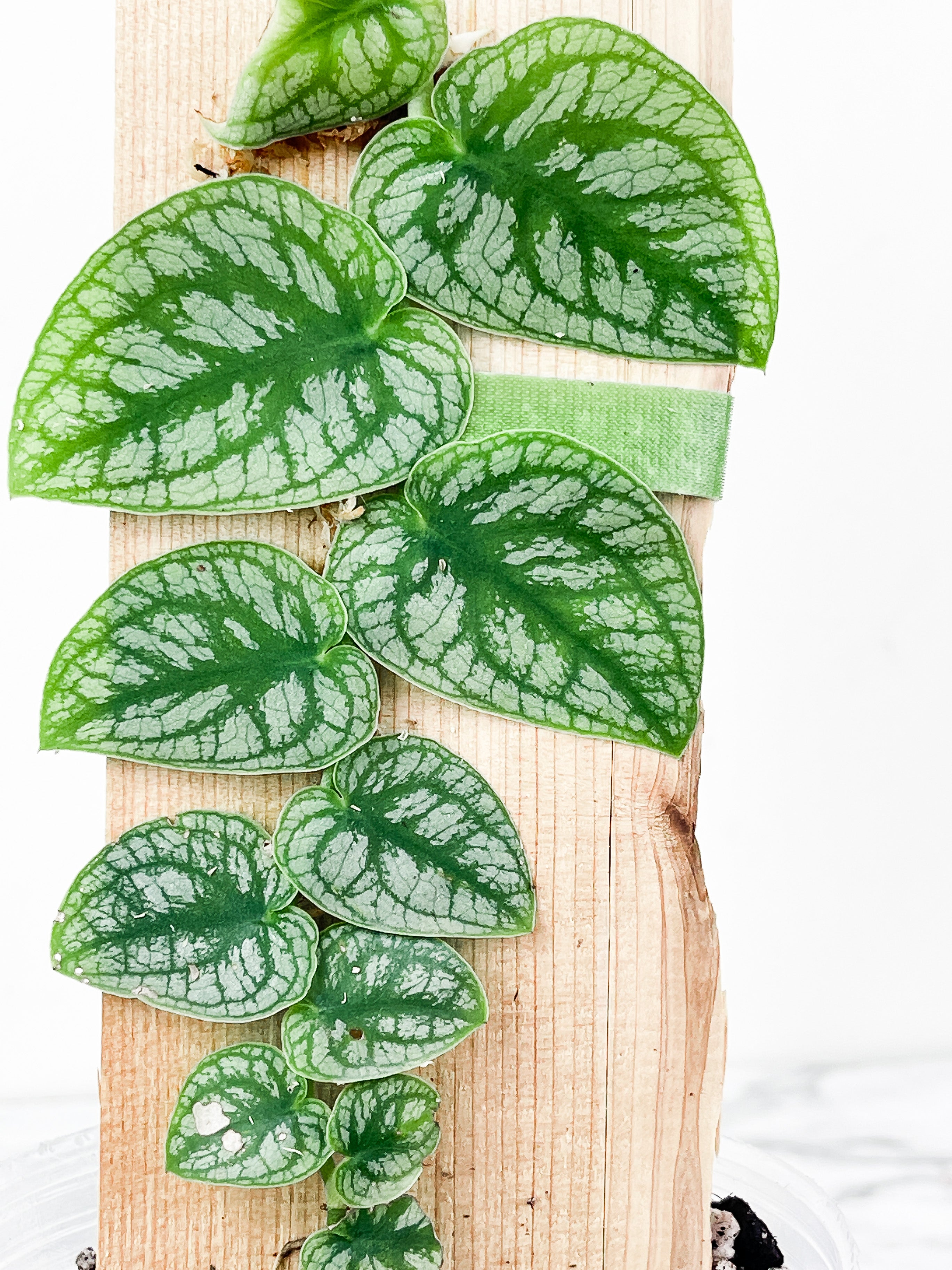 Monstera Dubia Rooted. 12 leaves. Biggest leaf is 2.5" long.