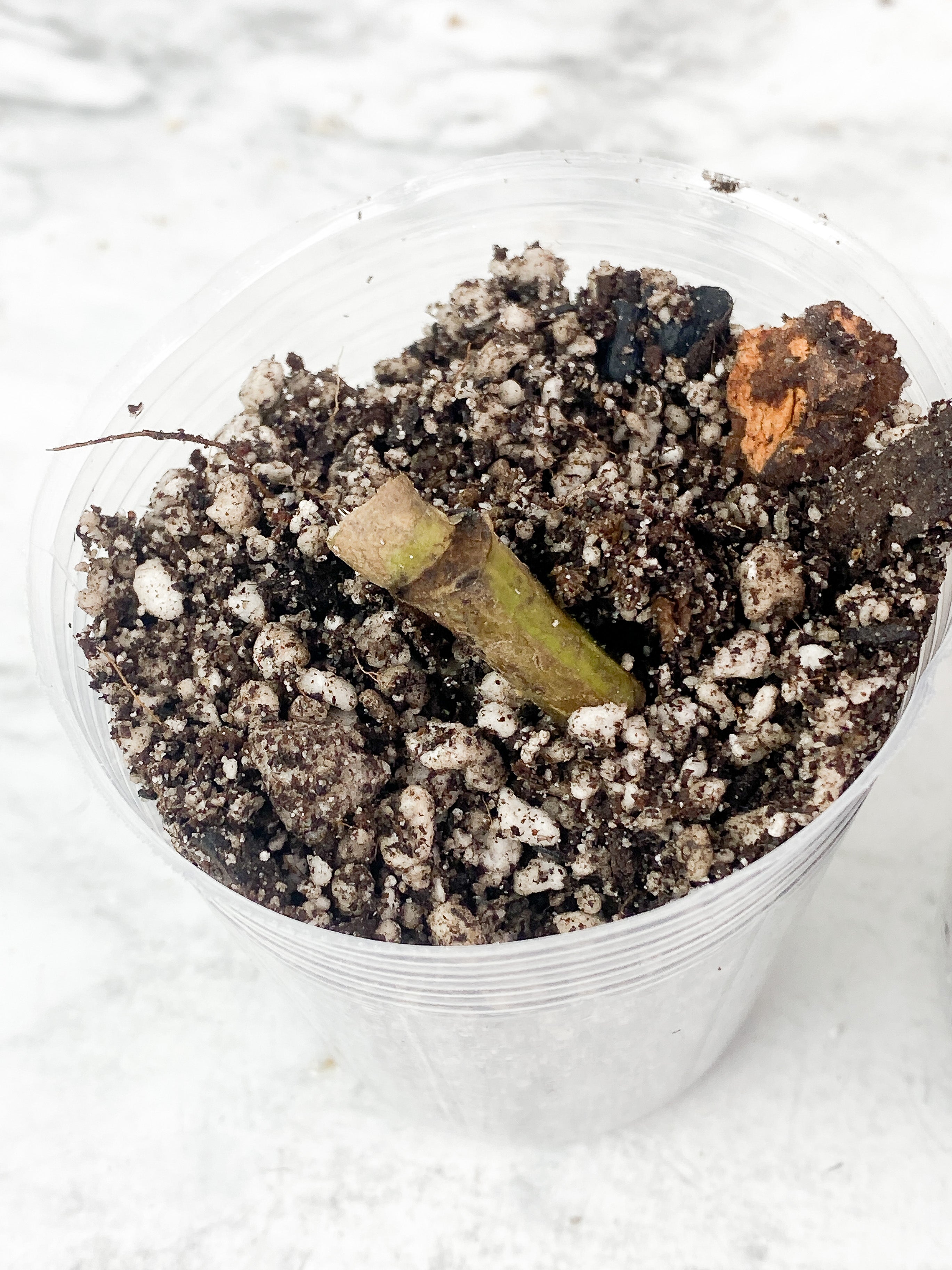 Grower Choice: Monstera Thai Constellation Slightly Rooted node