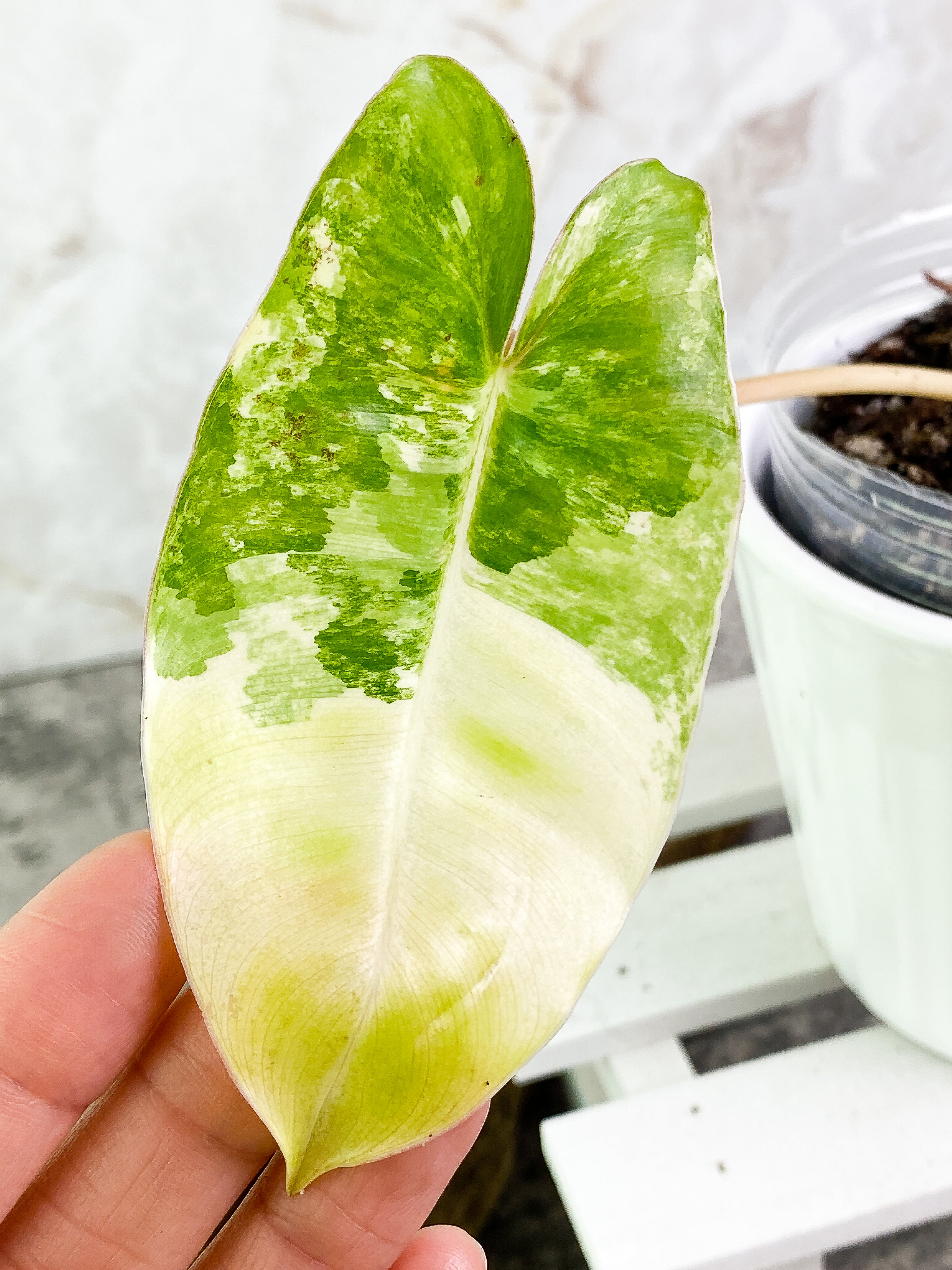 Philodendron Burle Marx variegated 1 leaf 1 sprout Rooted