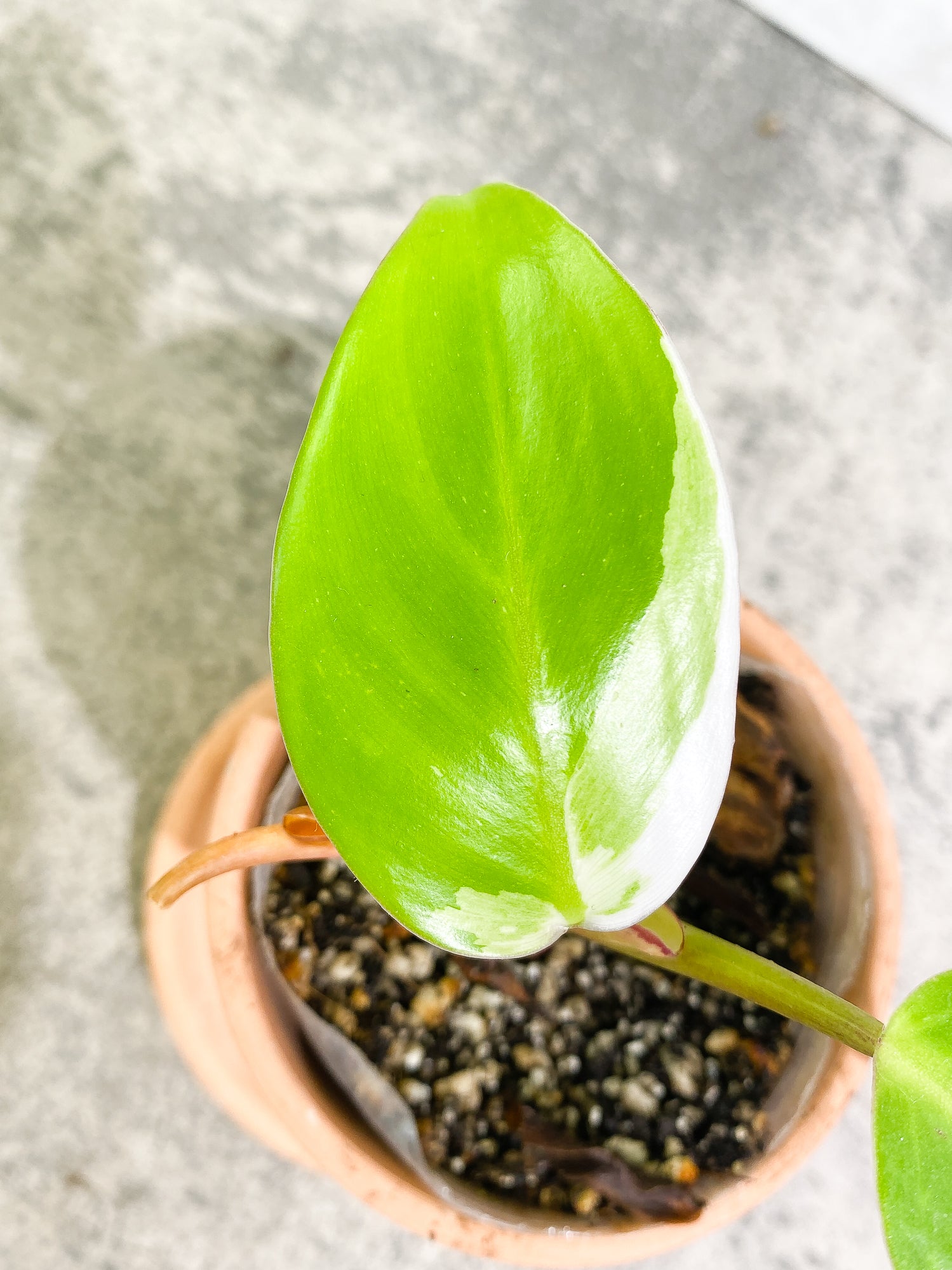 Philodendron White Princess 2 leaves fully rooted